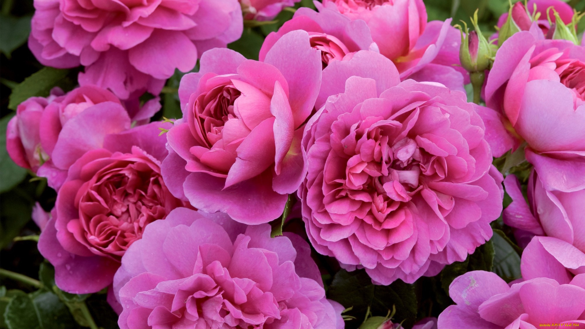 цветы, розы, макро, яркий, остинки