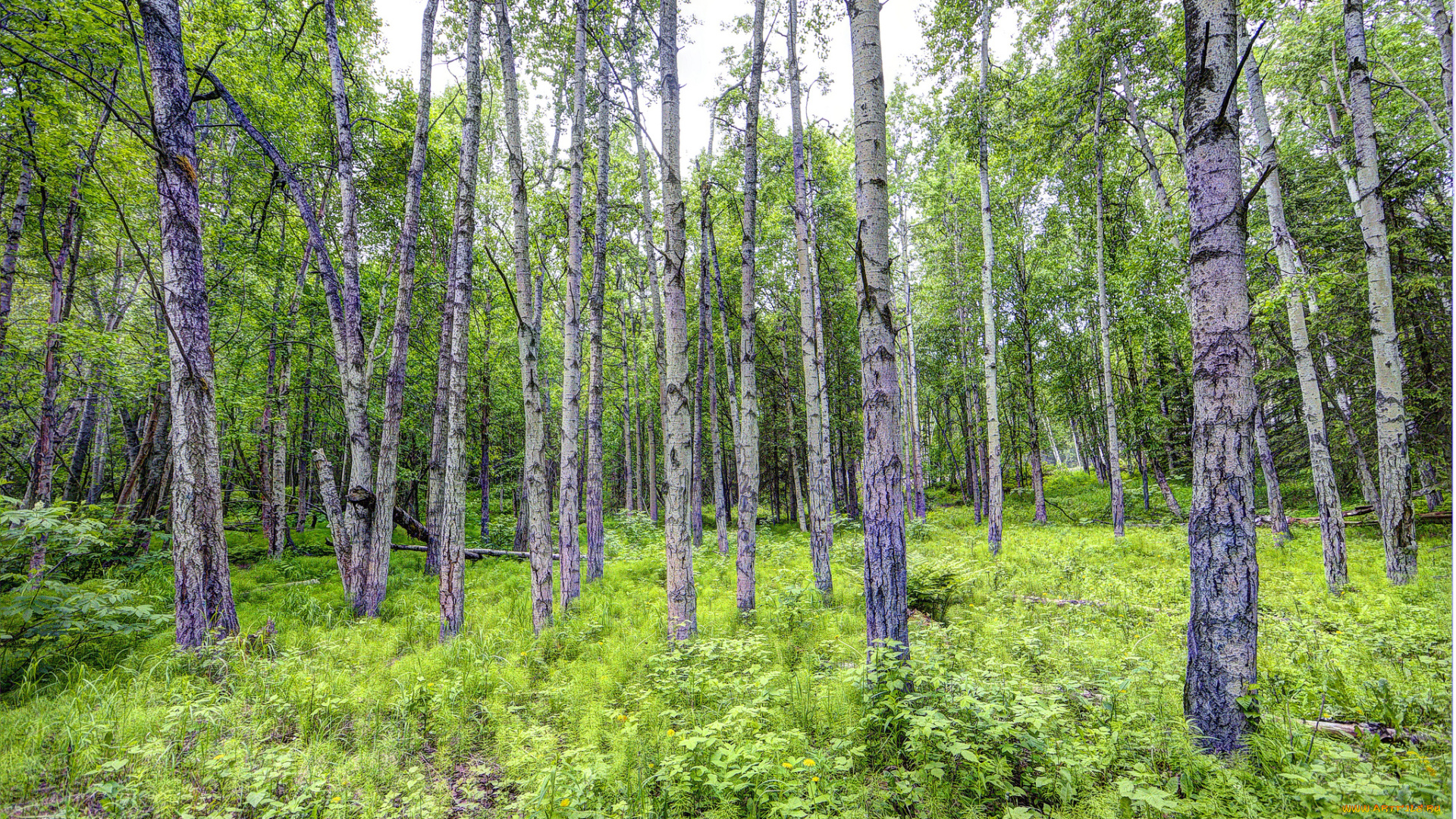 природа, лес, простор