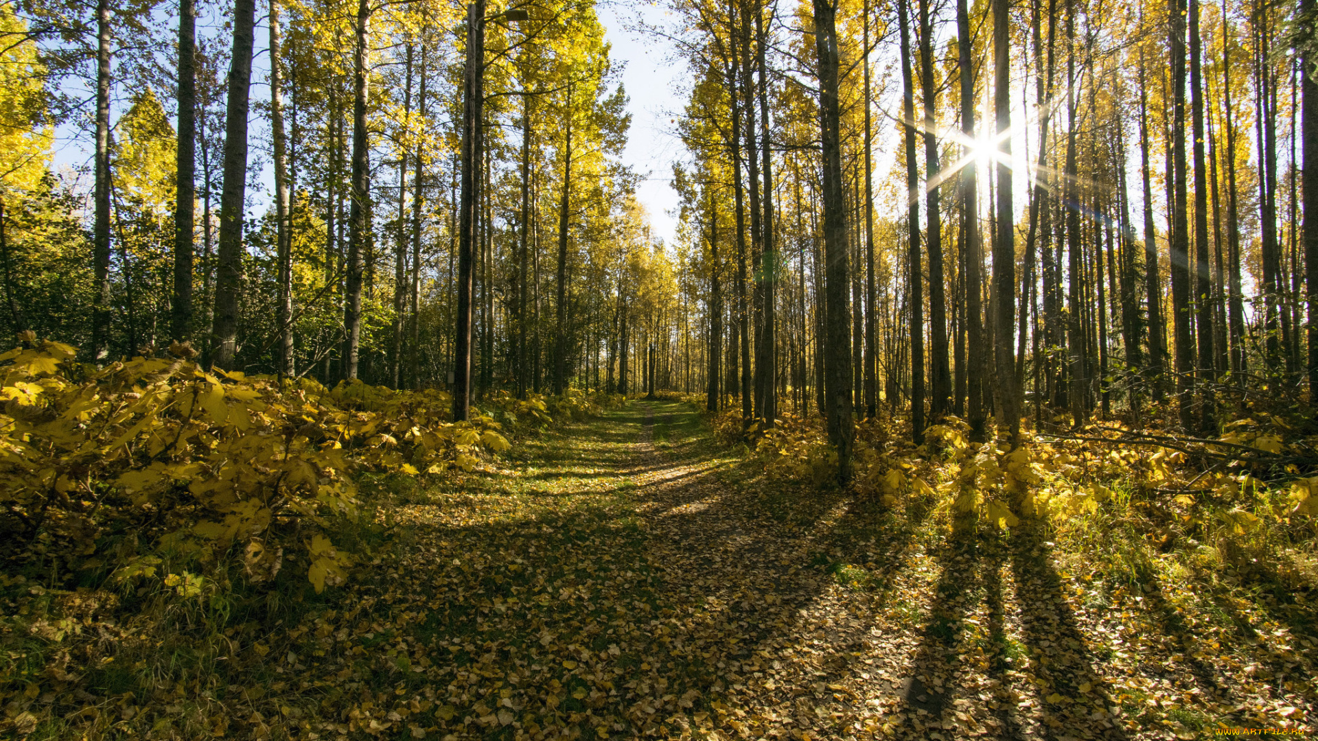 природа, лес, простор