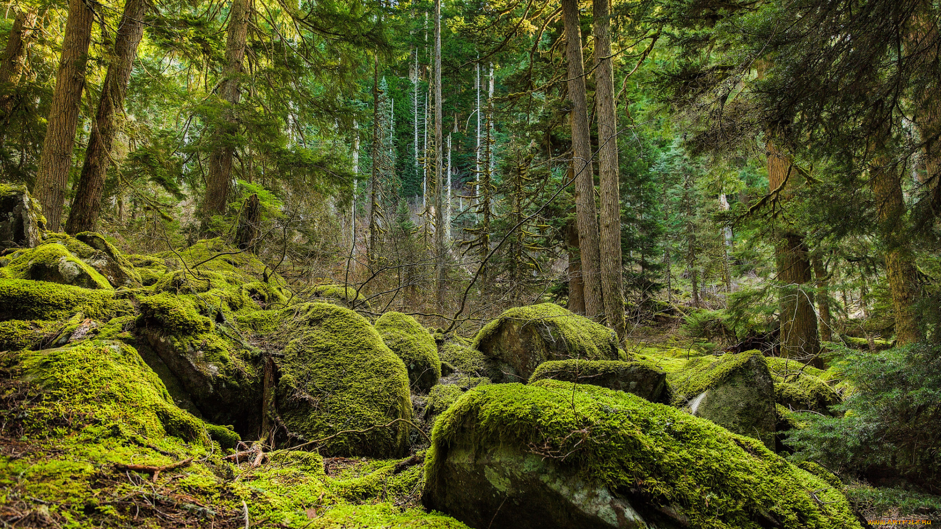 природа, лес, простор