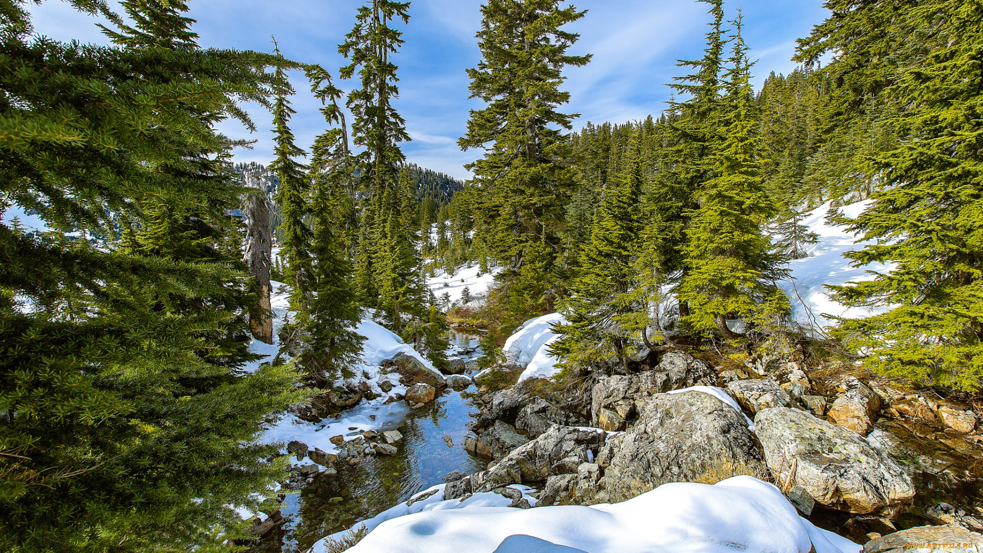 природа, лес, простор