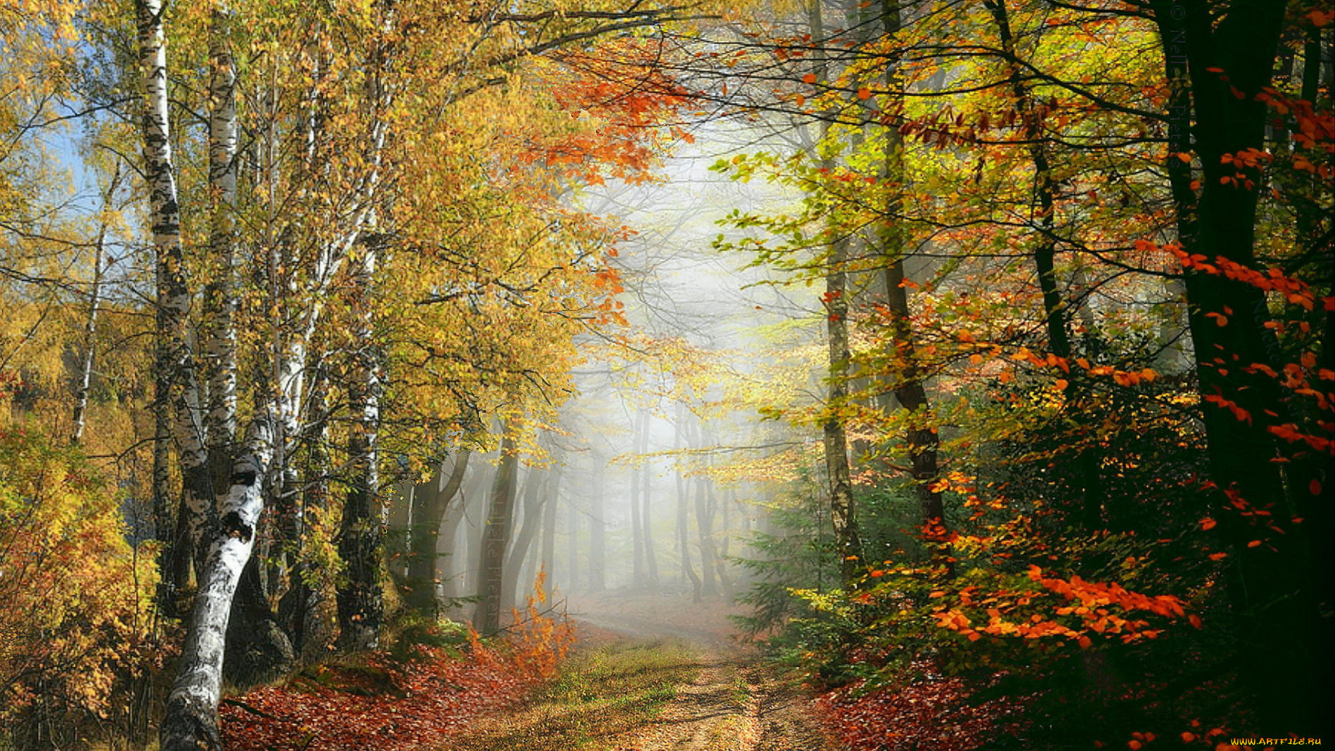 природа, лес, простор