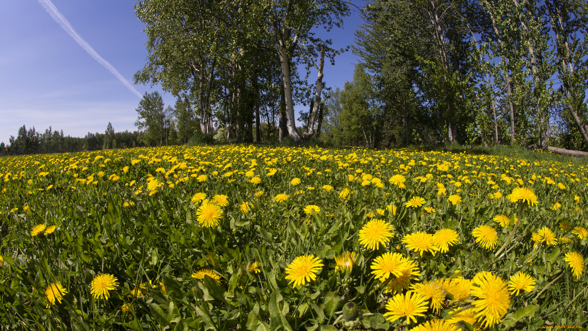 природа, луга, простор