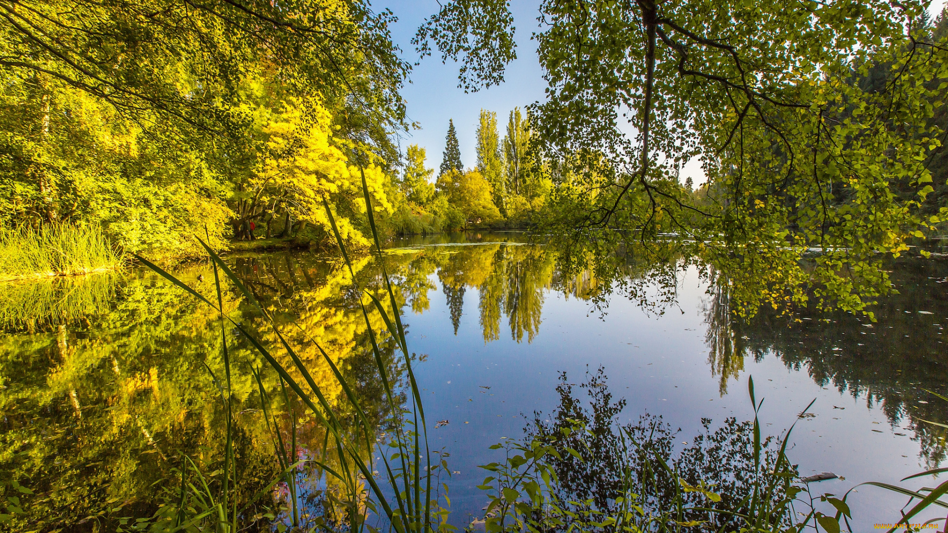 природа, реки, озера, лес, река