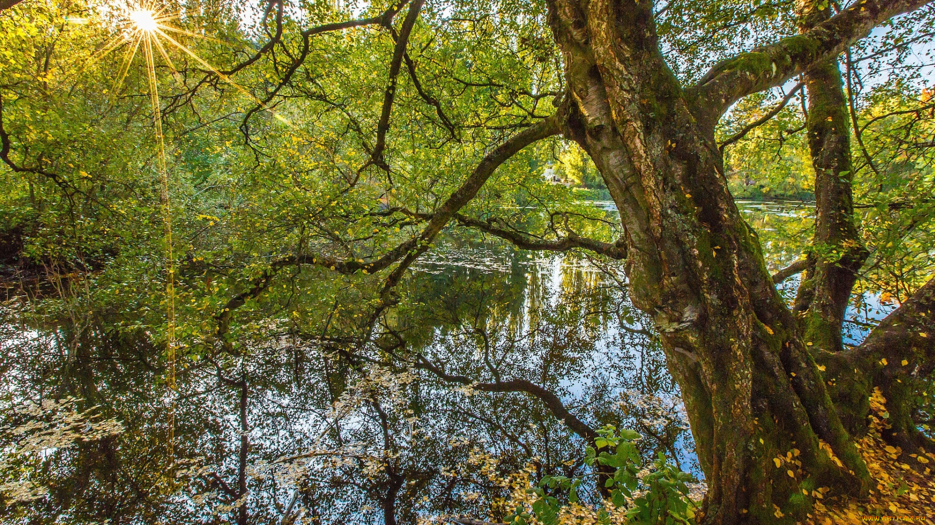 природа, реки, озера, река, лес