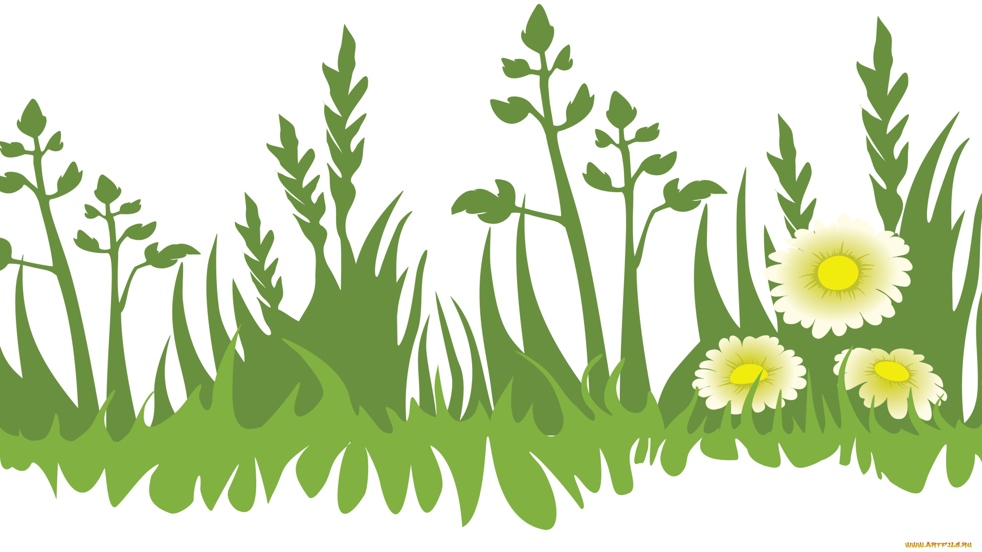 векторная, графика, цветы, , flowers, цветы, лето, фон