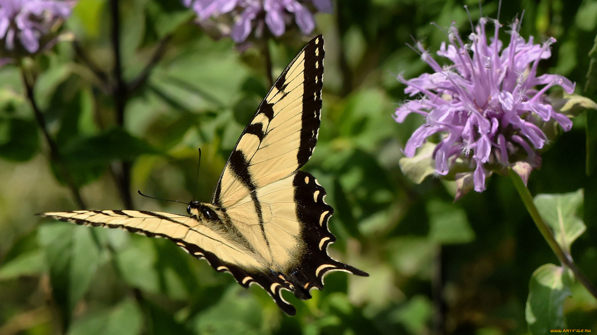 животные, бабочки, , мотыльки, , моли, бабочка