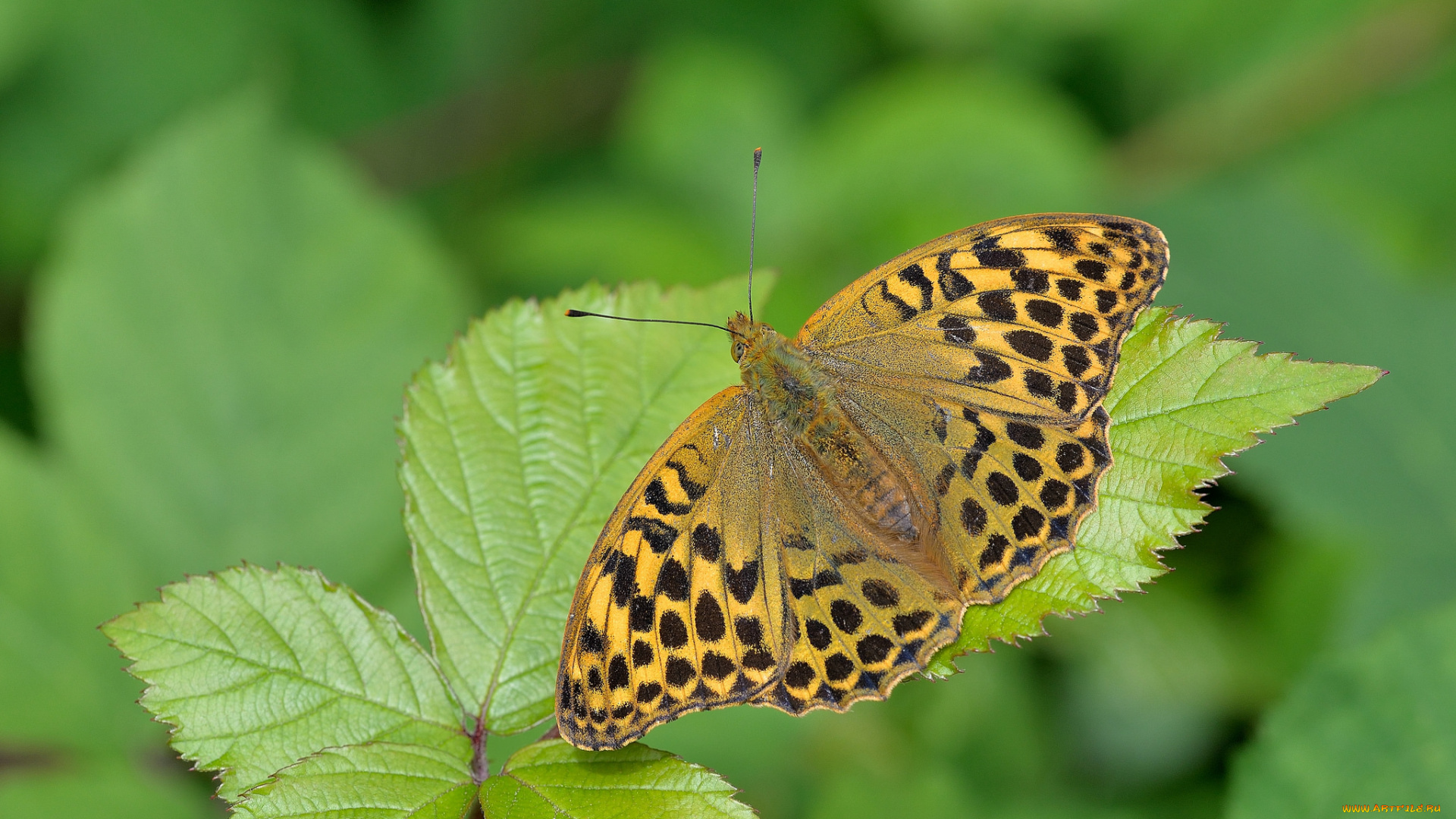 животные, бабочки, , мотыльки, , моли, бабочка