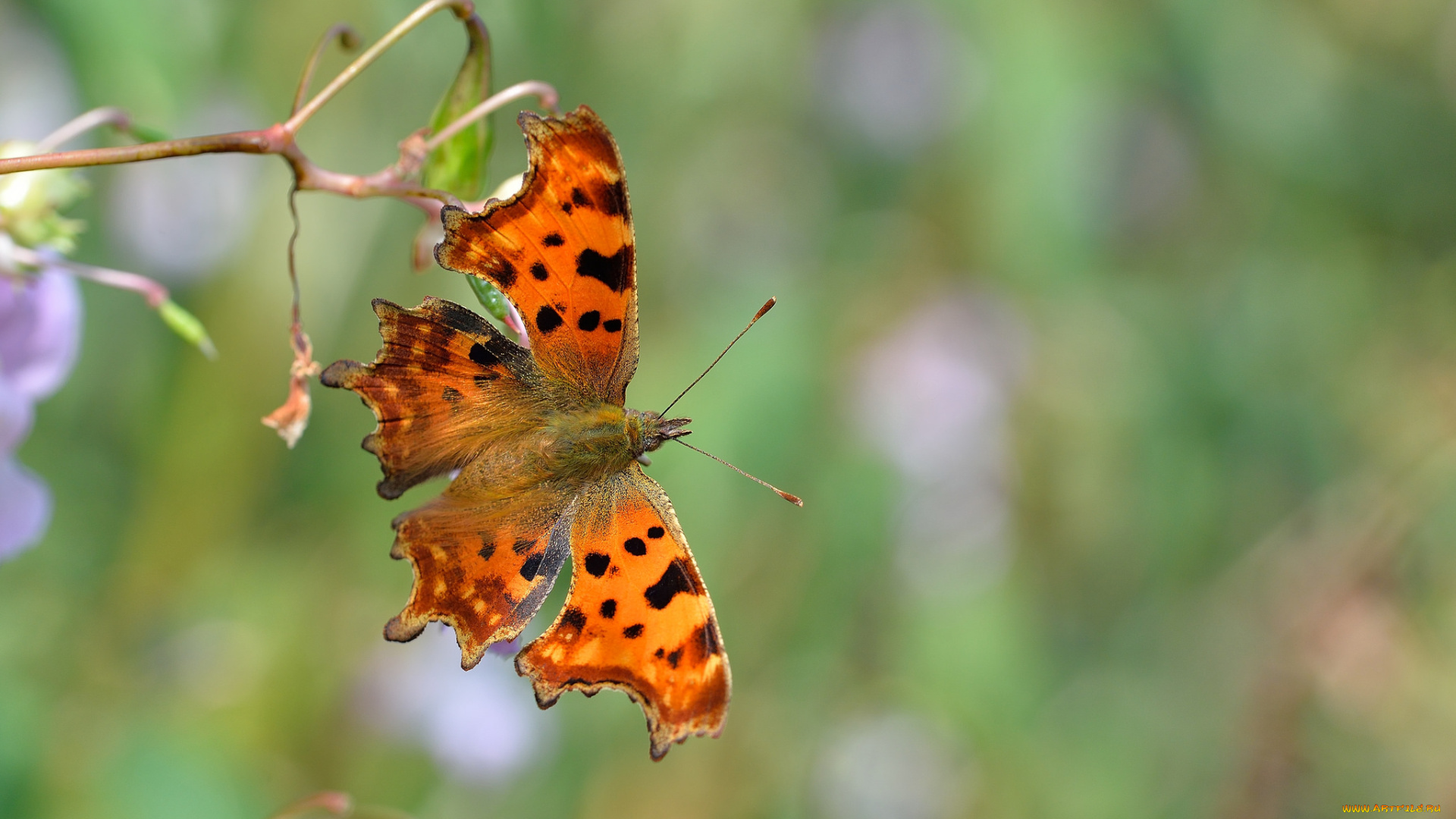 животные, бабочки, , мотыльки, , моли, бабочка