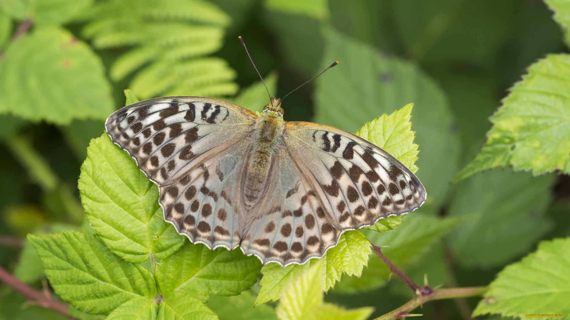 животные, бабочки, , мотыльки, , моли, бабочка