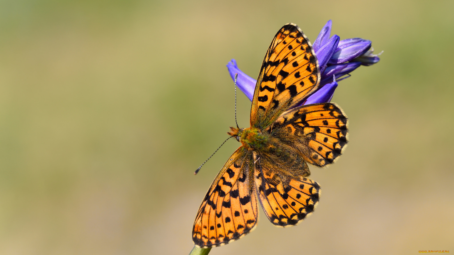 животные, бабочки, , мотыльки, , моли, бабочка