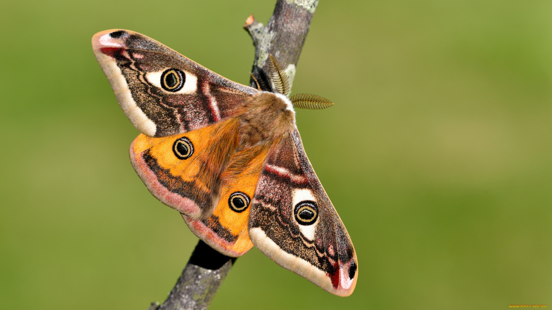 животные, бабочки, , мотыльки, , моли, бабочка