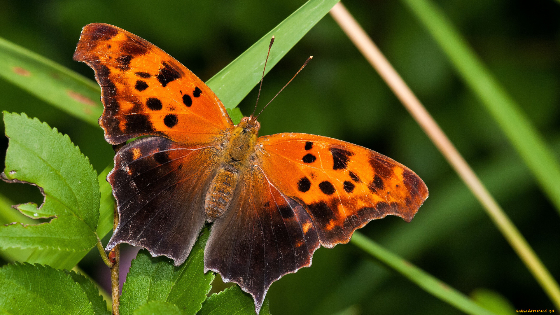 животные, бабочки, , мотыльки, , моли, бабочка