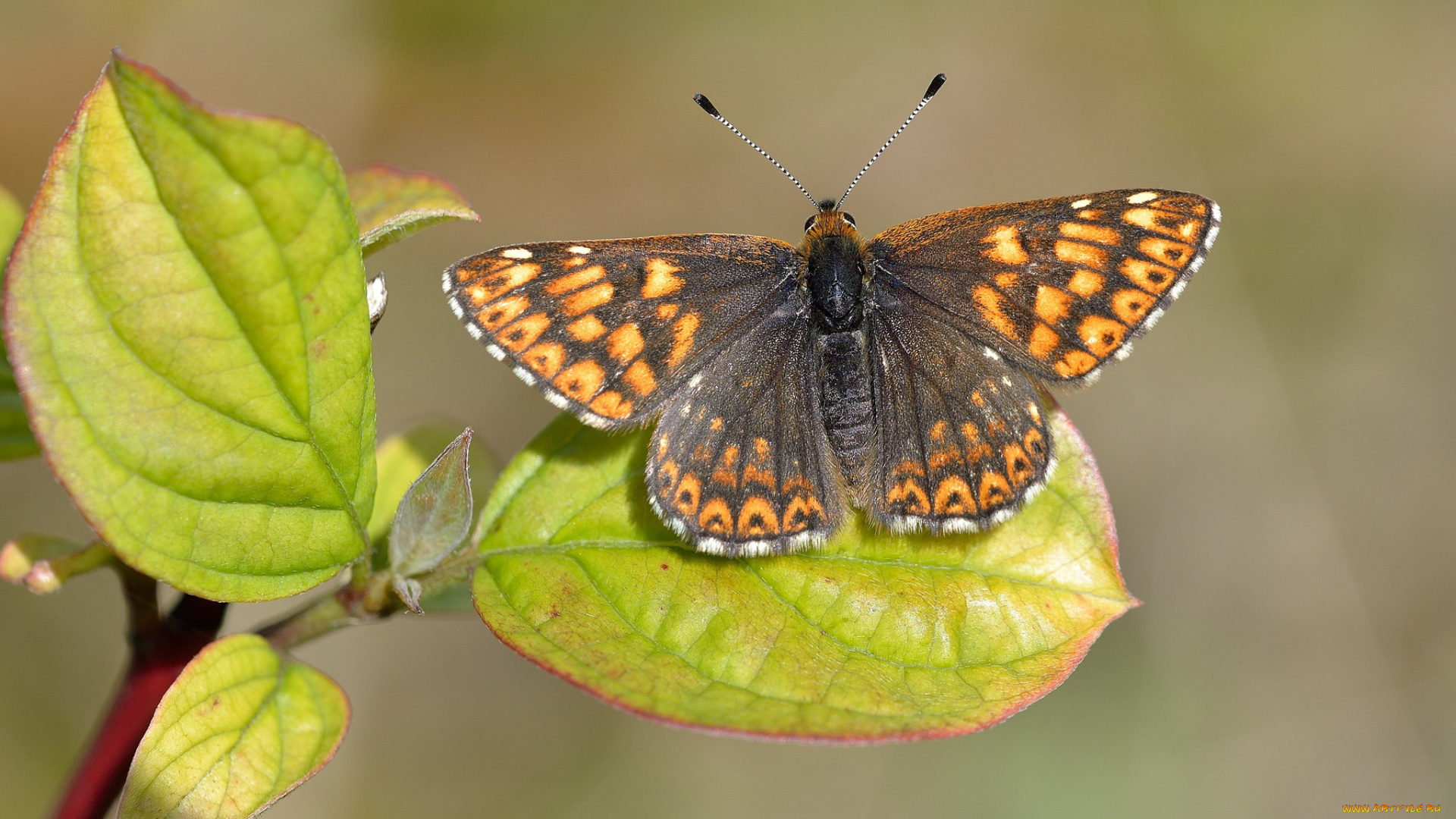 животные, бабочки, , мотыльки, , моли, бабочка
