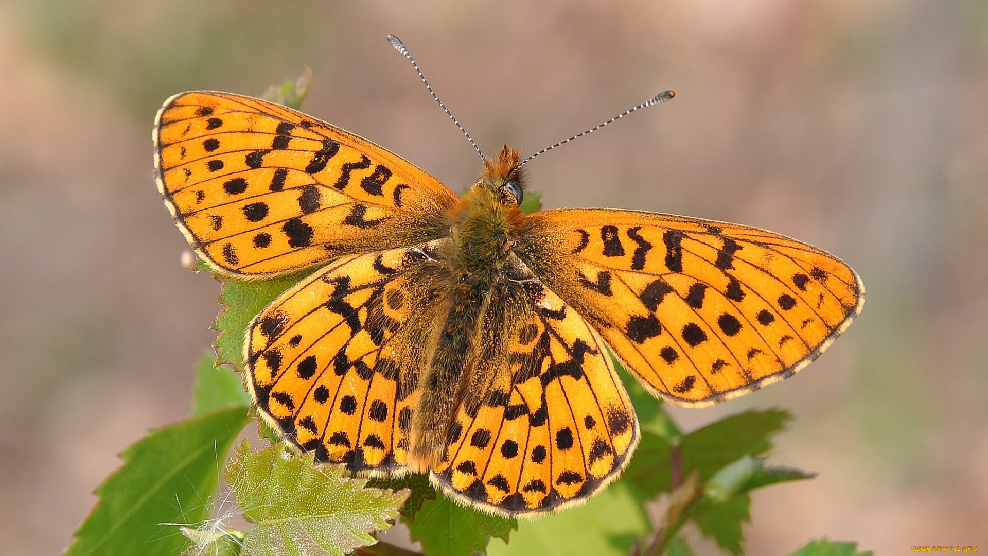 животные, бабочки, , мотыльки, , моли, бабочка