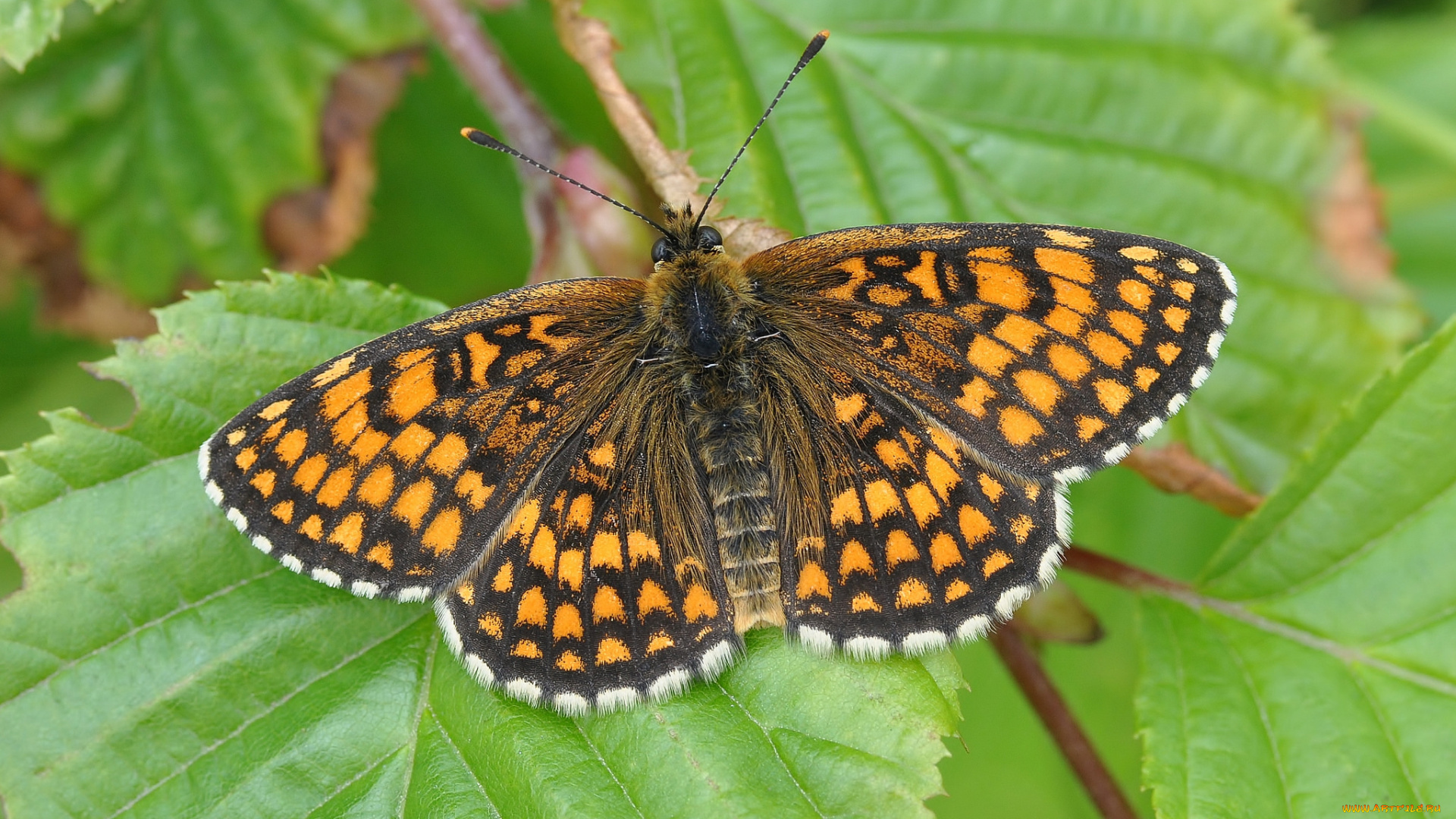 животные, бабочки, , мотыльки, , моли, бабочка