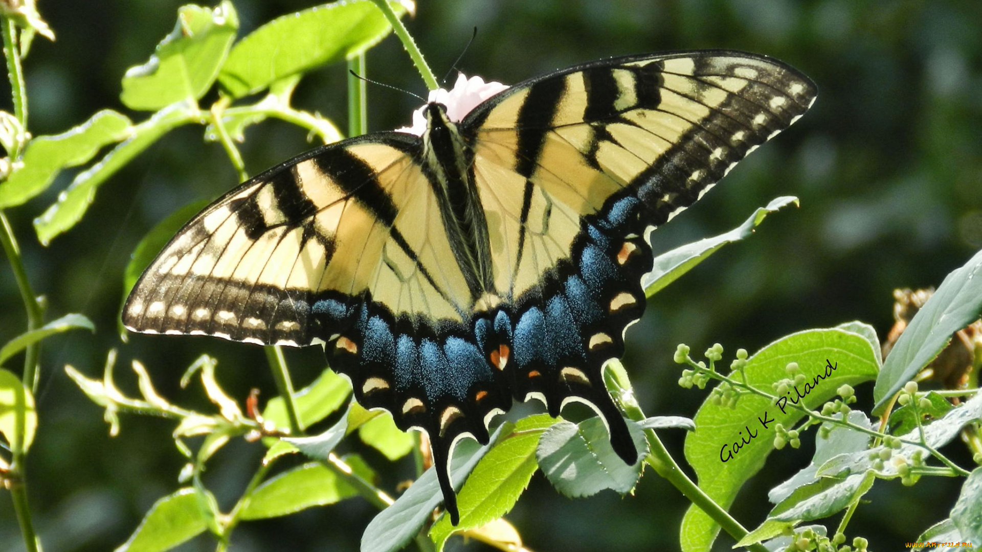животные, бабочки, , мотыльки, , моли, бабочка