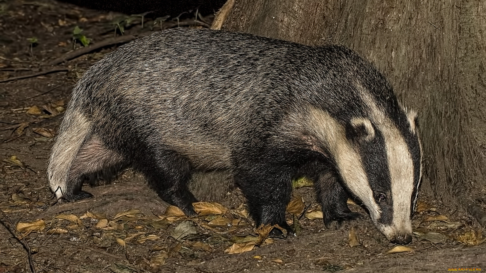 животные, барсуки, барсук