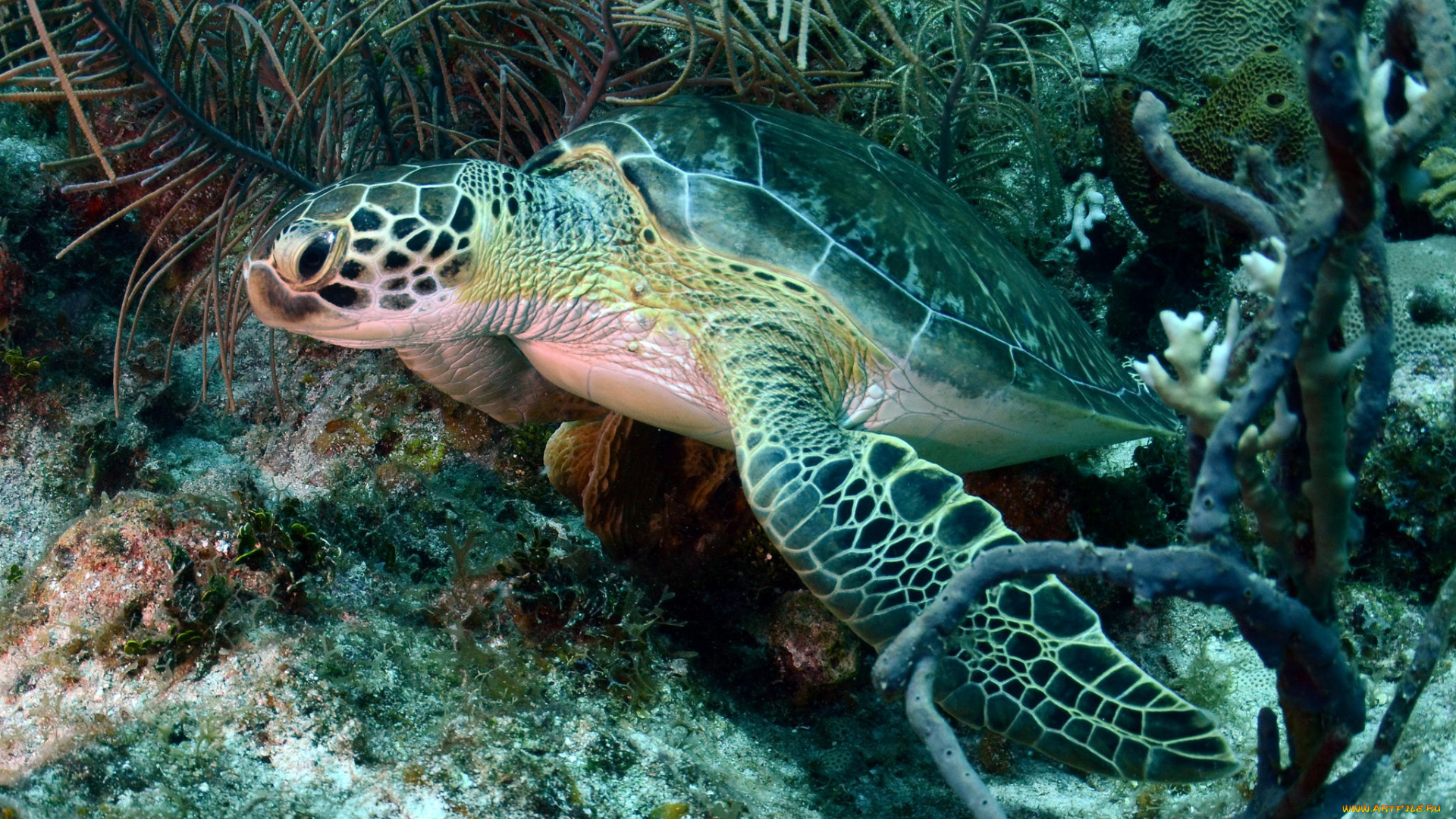 животные, Черепахи, черепаха