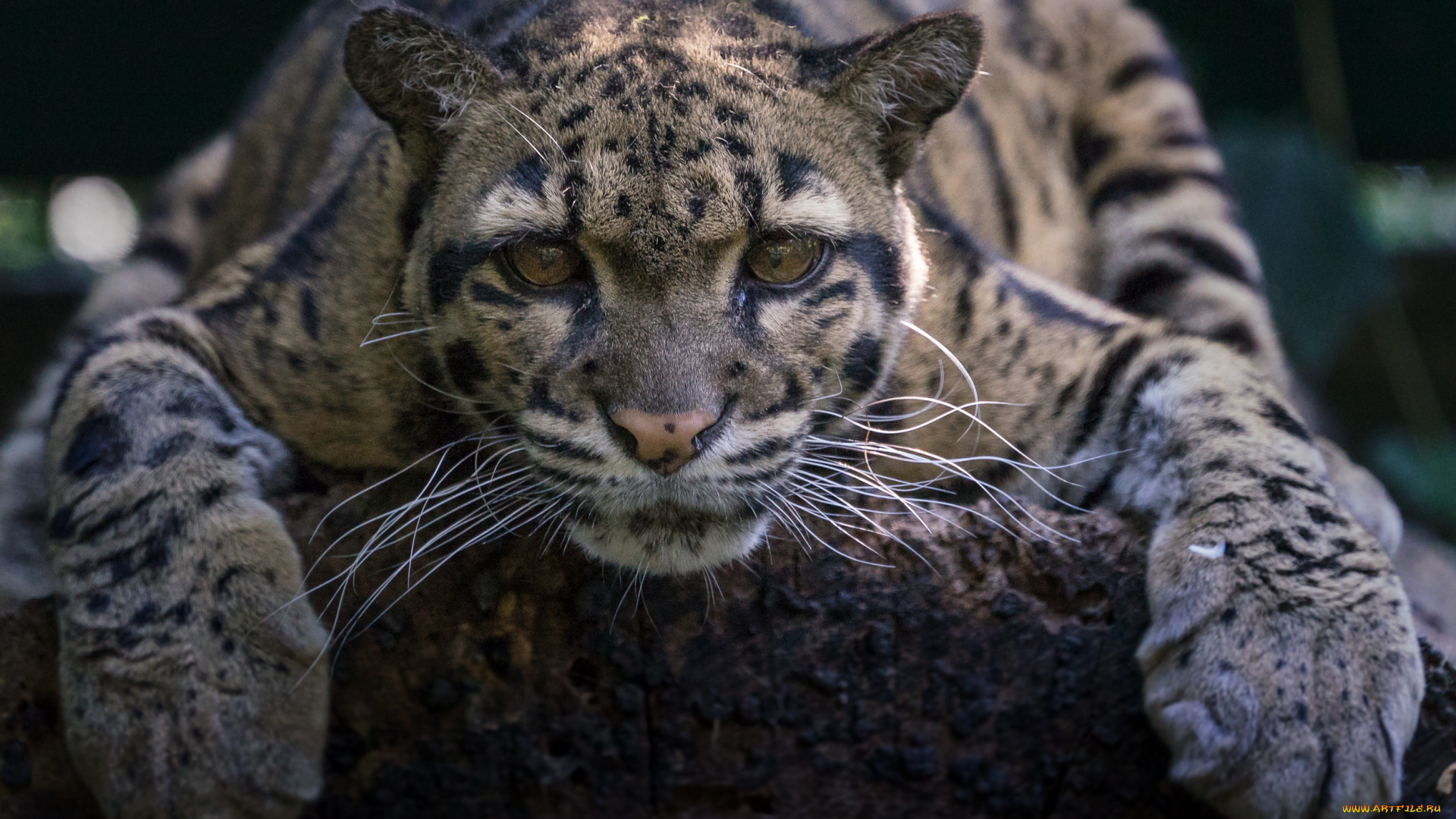 животные, дымчатые, леопарды, природа, отдых, зоо, животное