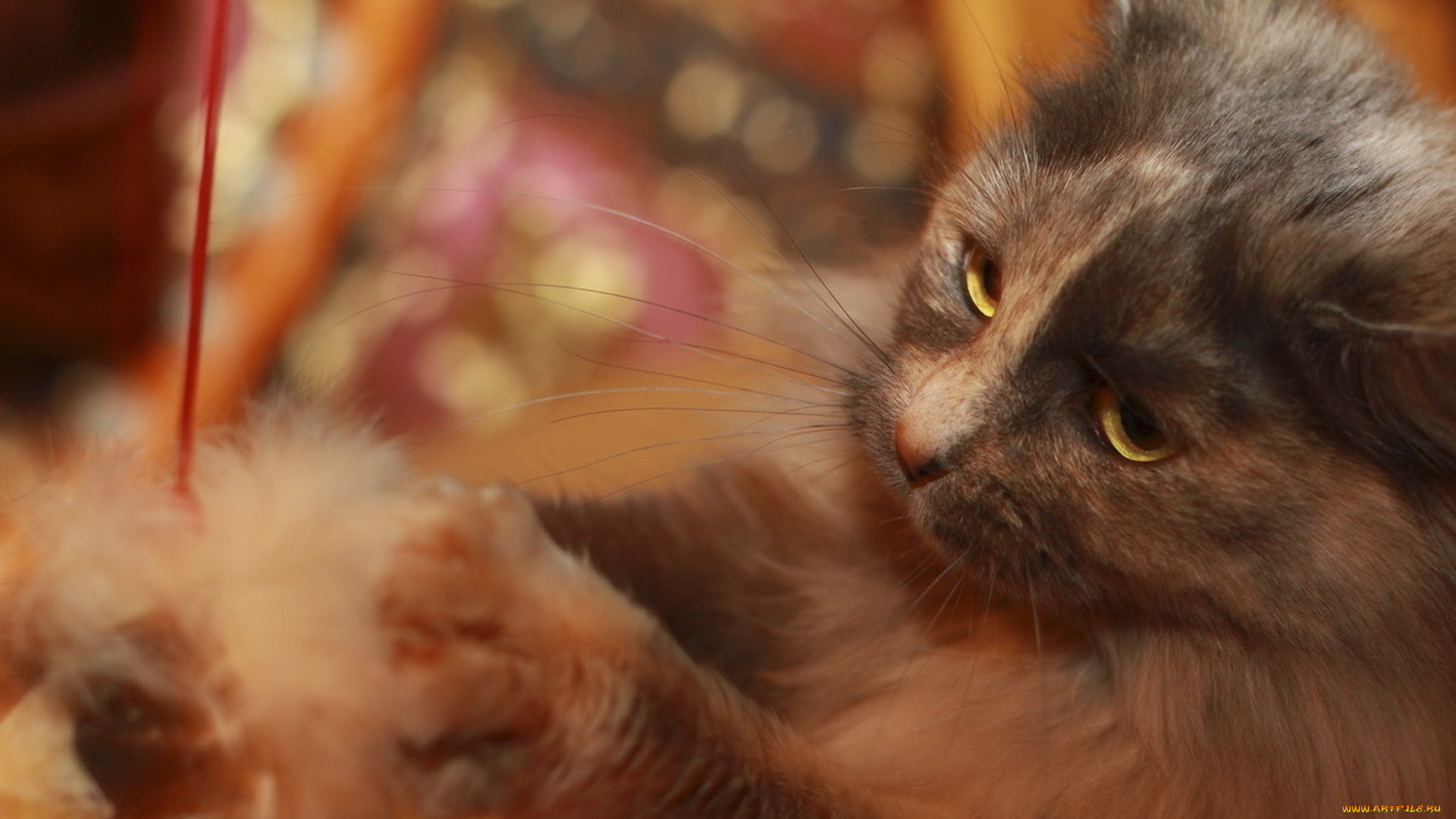 животные, коты, морда