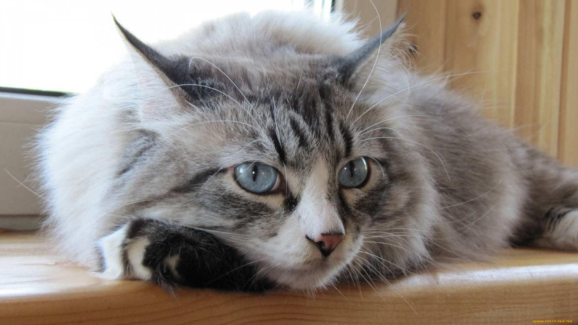 животные, коты, морда, взгляд