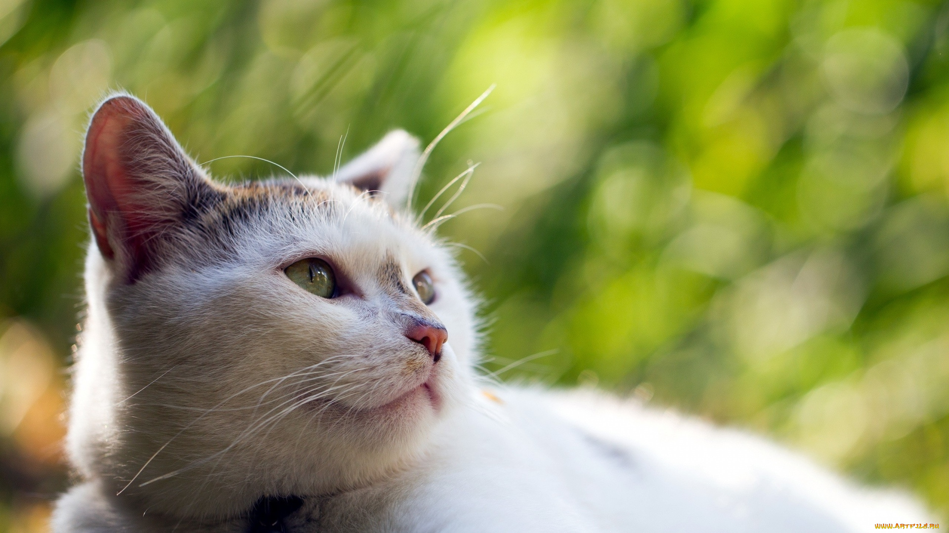 животные, коты, морда, взгляд