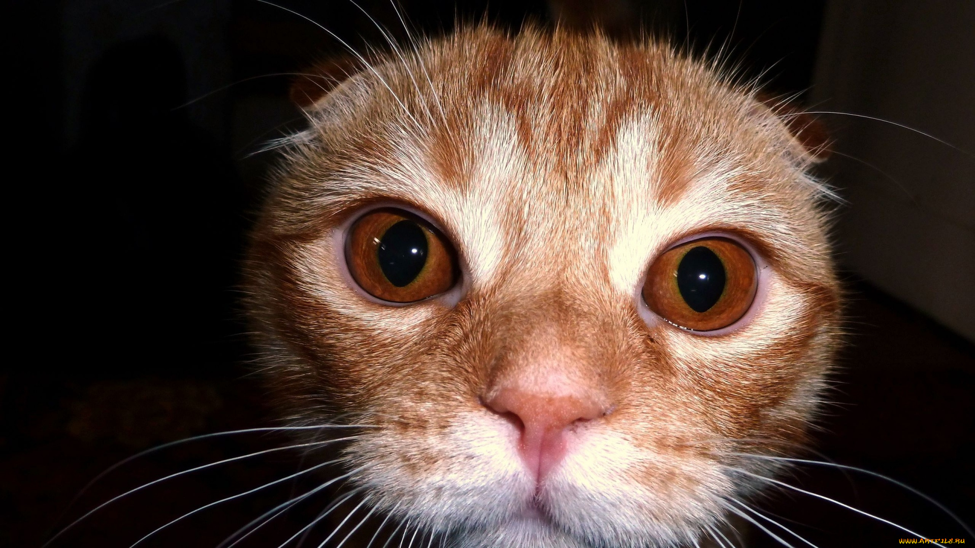 животные, коты, морда, взгляд