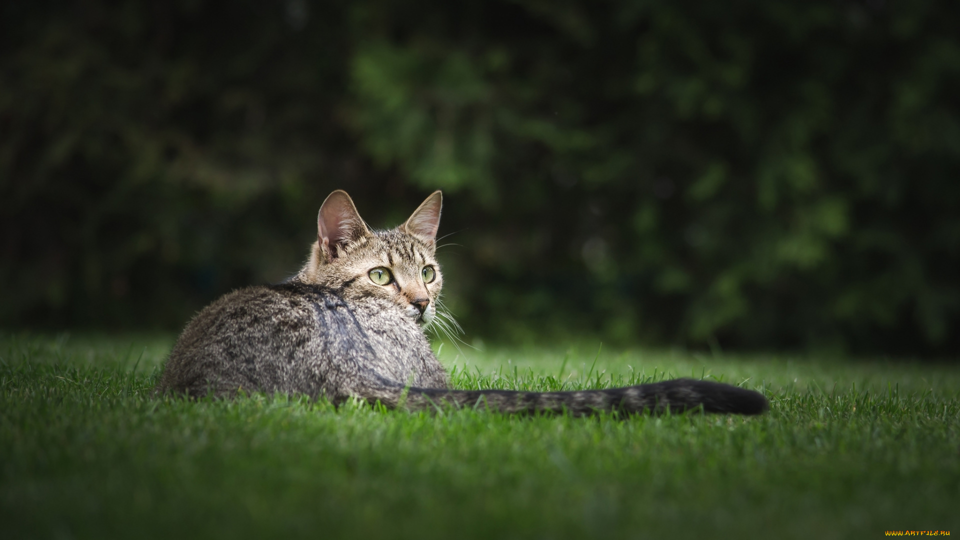 животные, коты, взгляд, растения