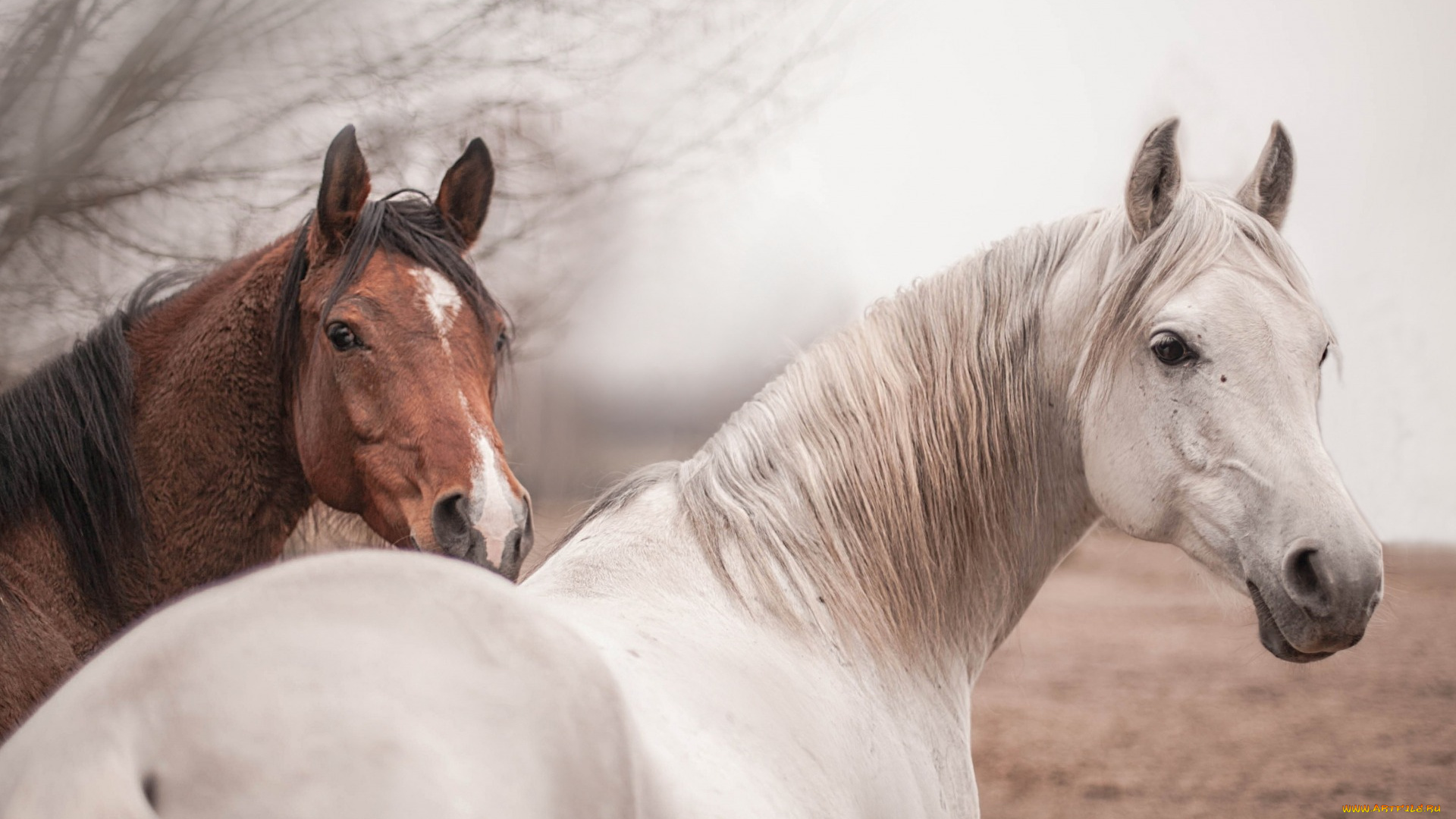 животные, лошади, природа, кони, фон