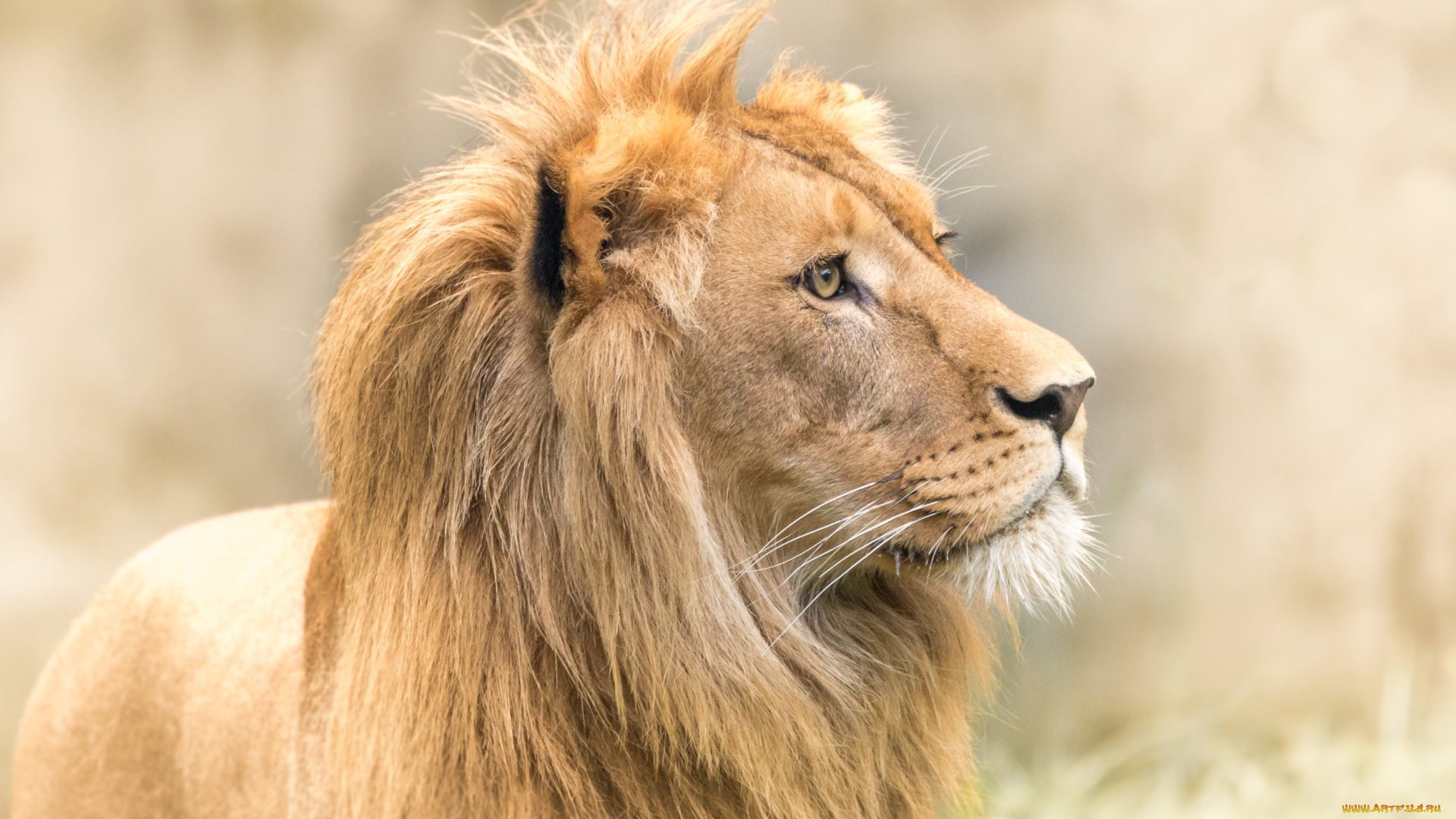 животные, львы, грива, взгляд, макро, лев