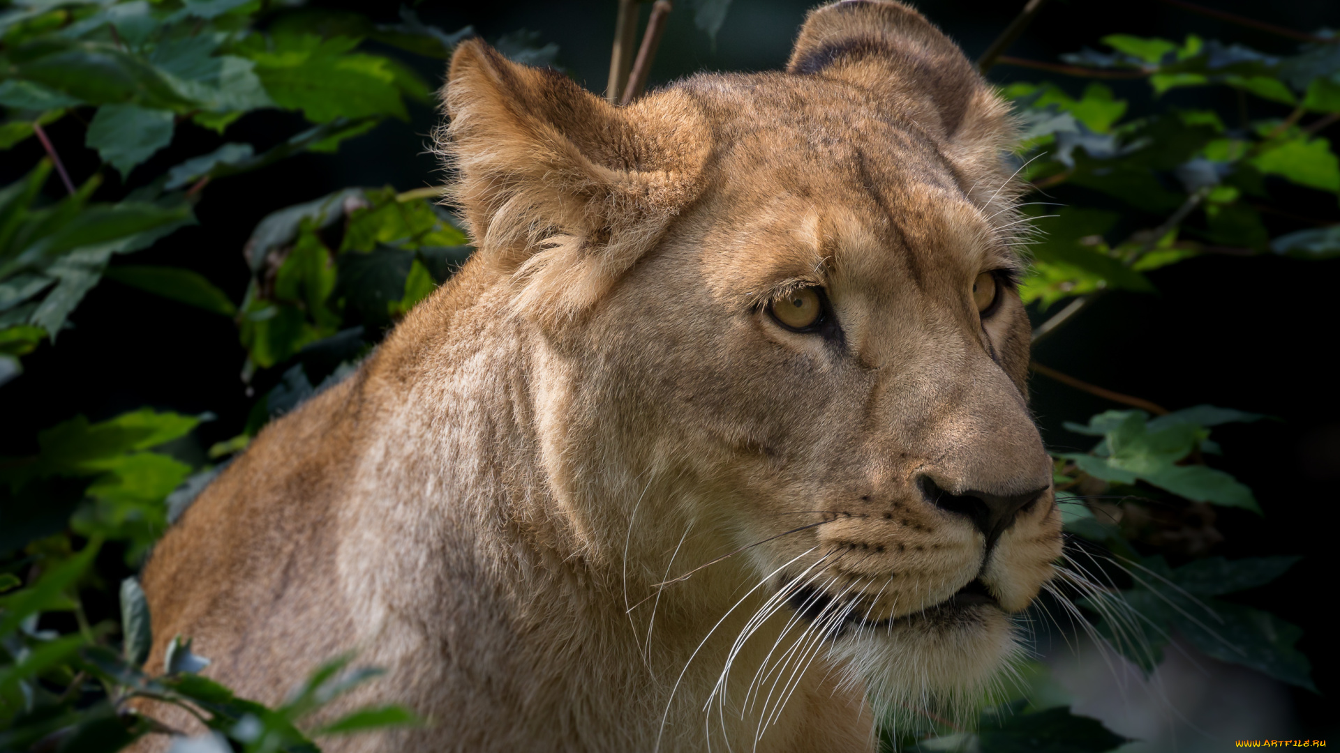 животные, львы, отдых, львица, ветки, природа