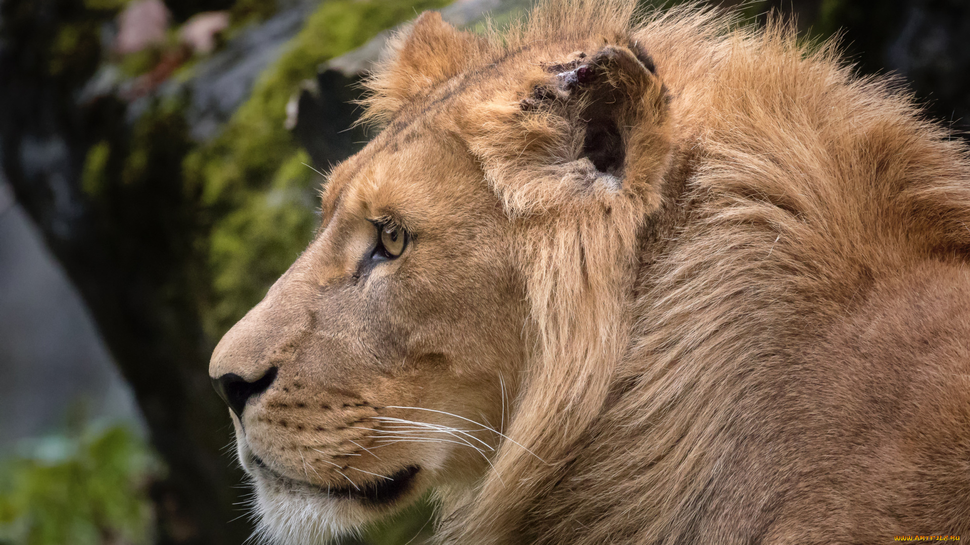 животные, львы, отдых, ветки, львица, сон