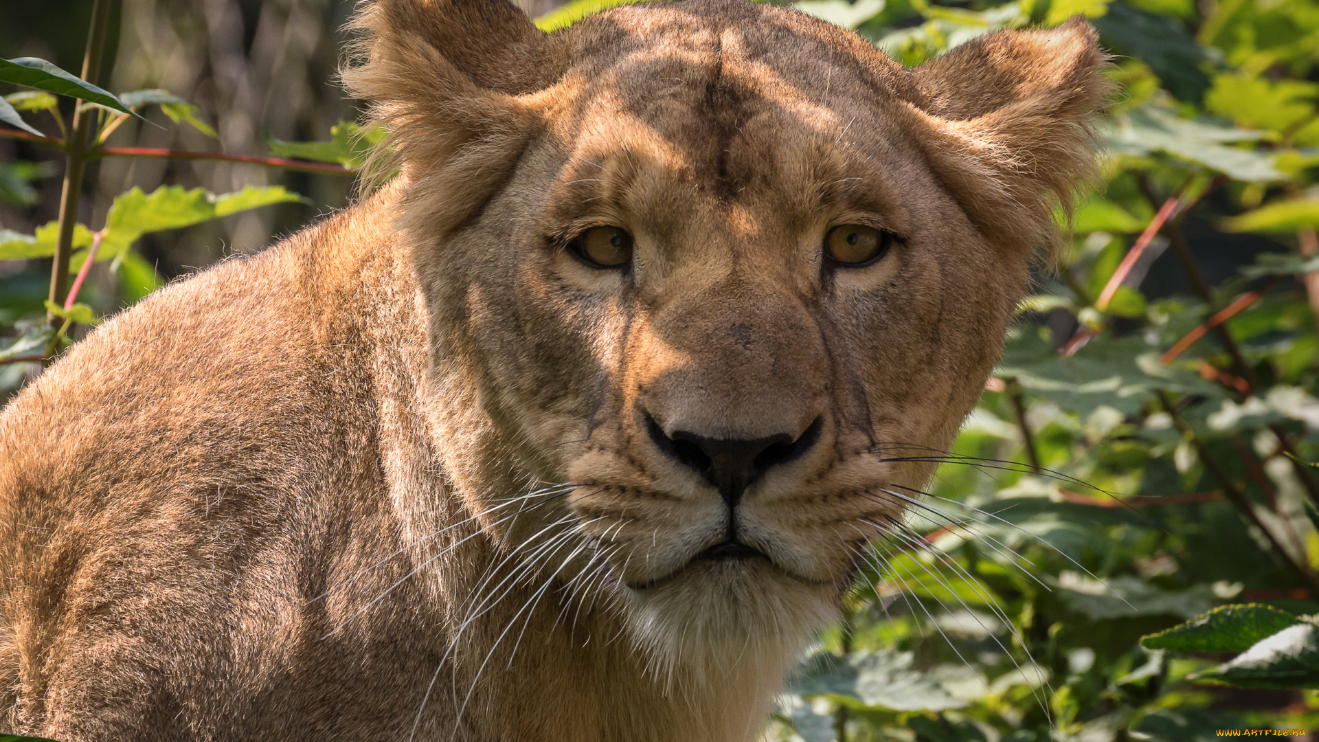 животные, львы, природа, ветки, отдых, львица