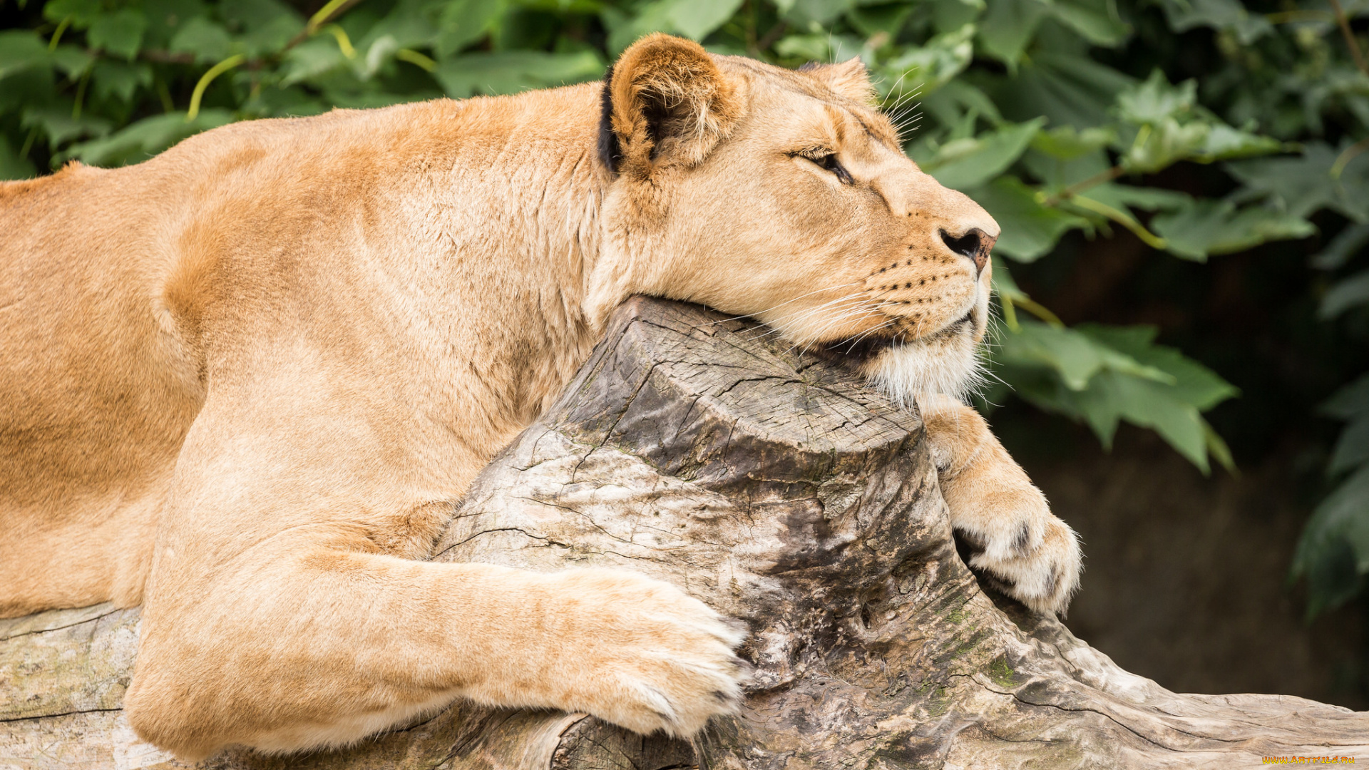 животные, львы, сон, ветки, отдых, львица