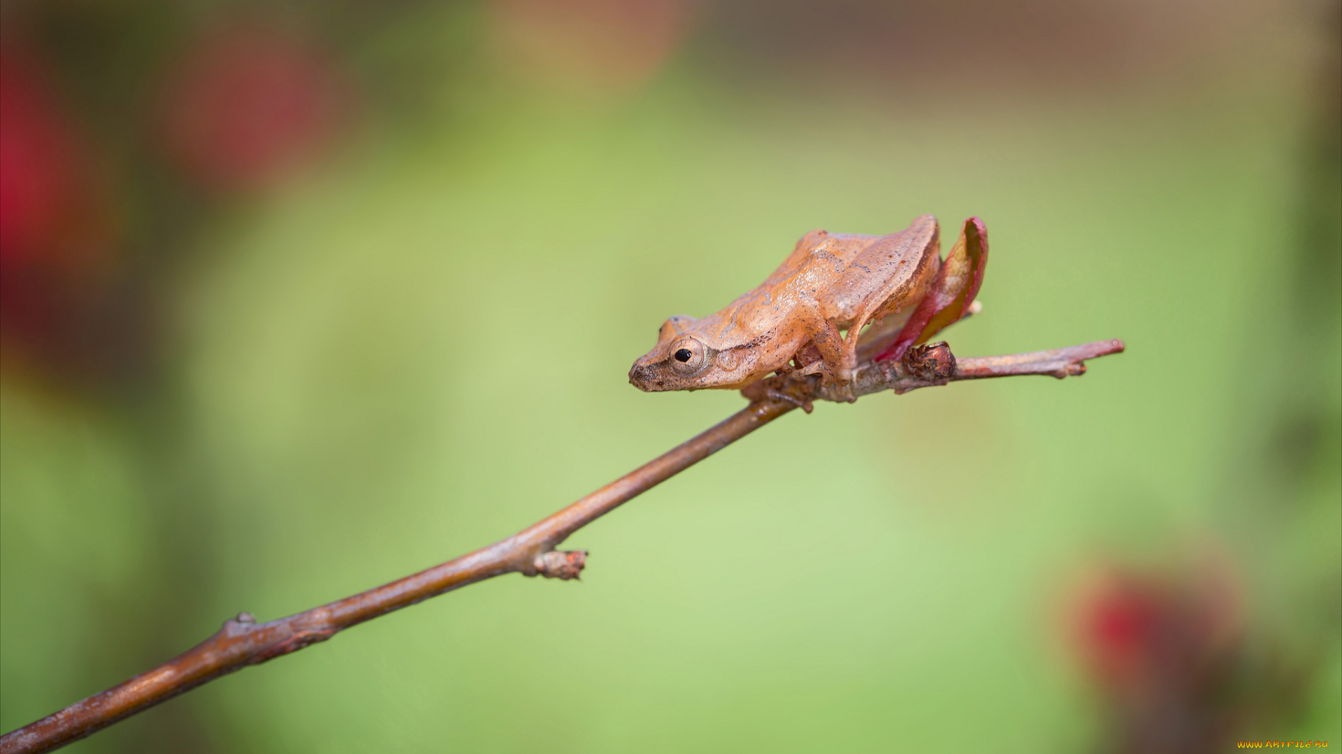 животные, лягушки, ветка, лягушка, фон