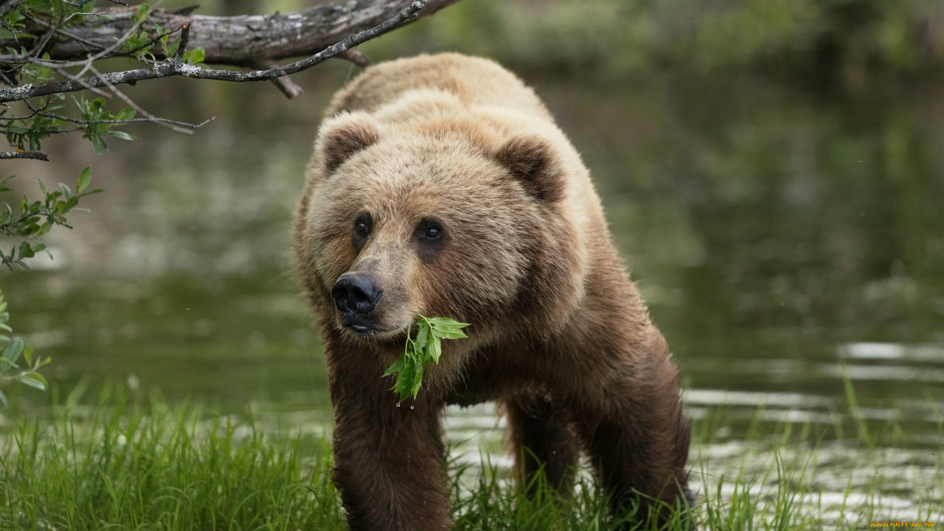 животные, медведи, хищник, животное, медведь, природа, вода
