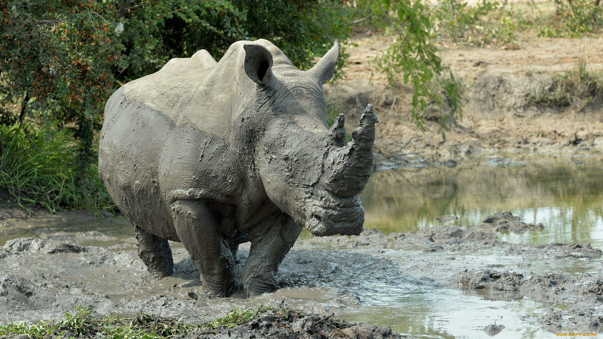 животные, носороги, носорог