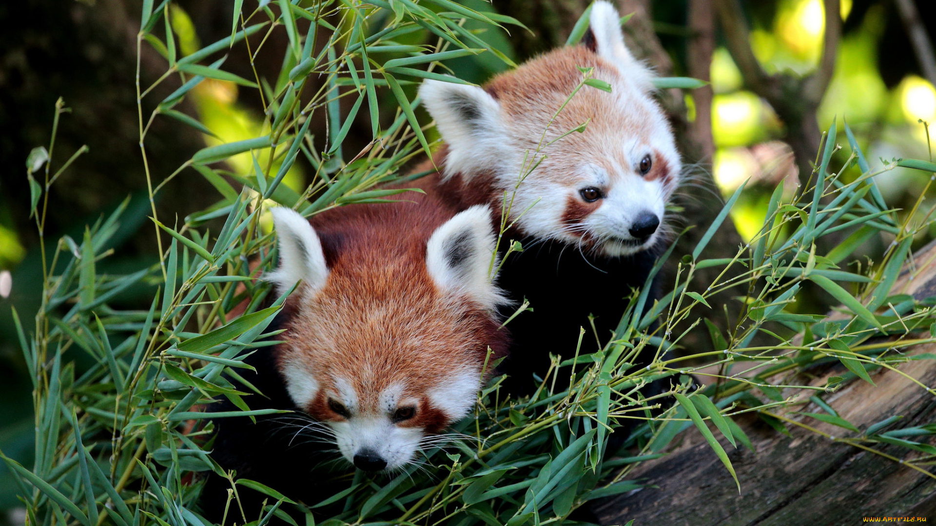 животные, панды, природа, еда, ветки, пара, бамбук