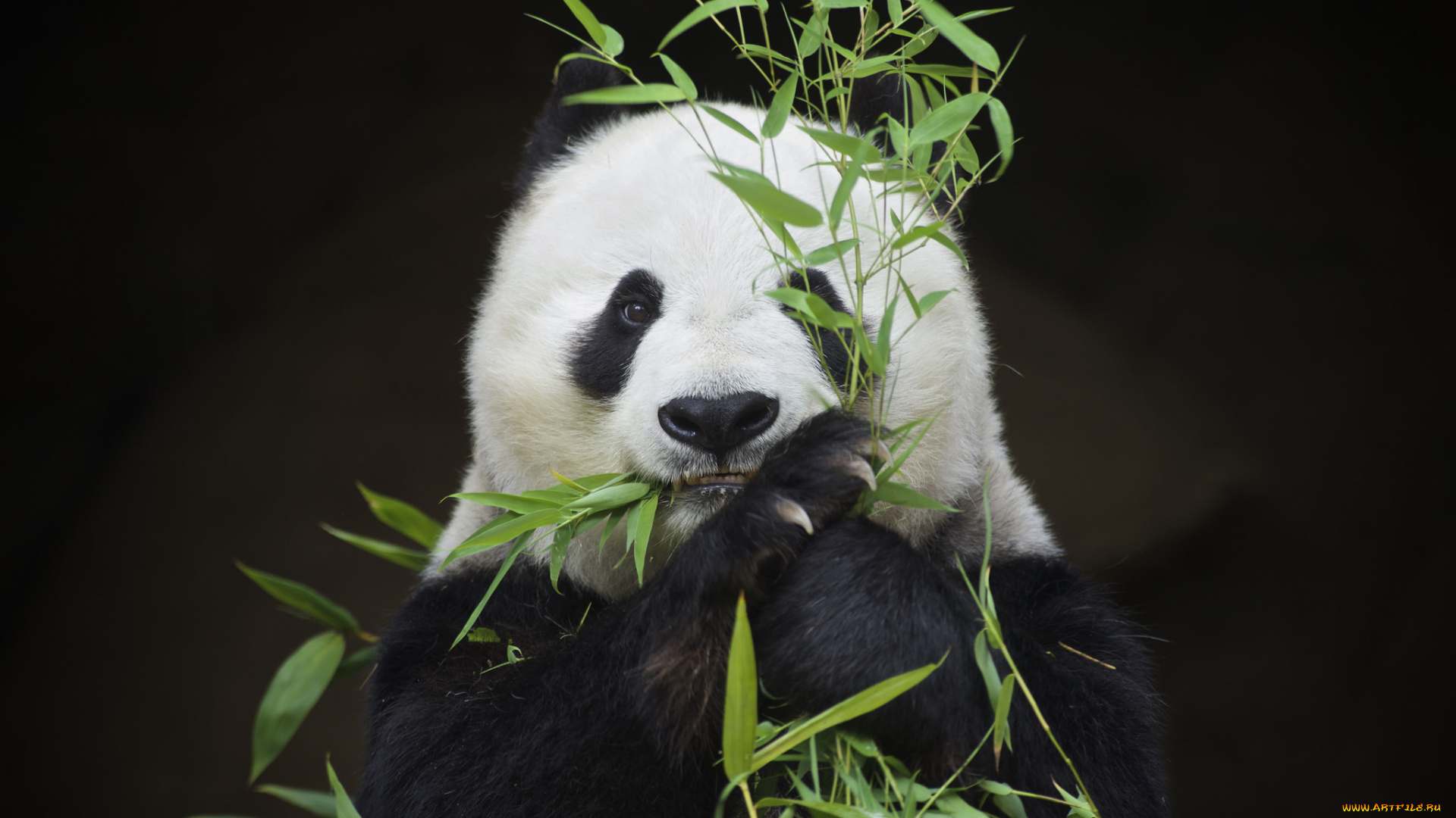 животные, панды, животное, мишка, шкура, окрас, панда