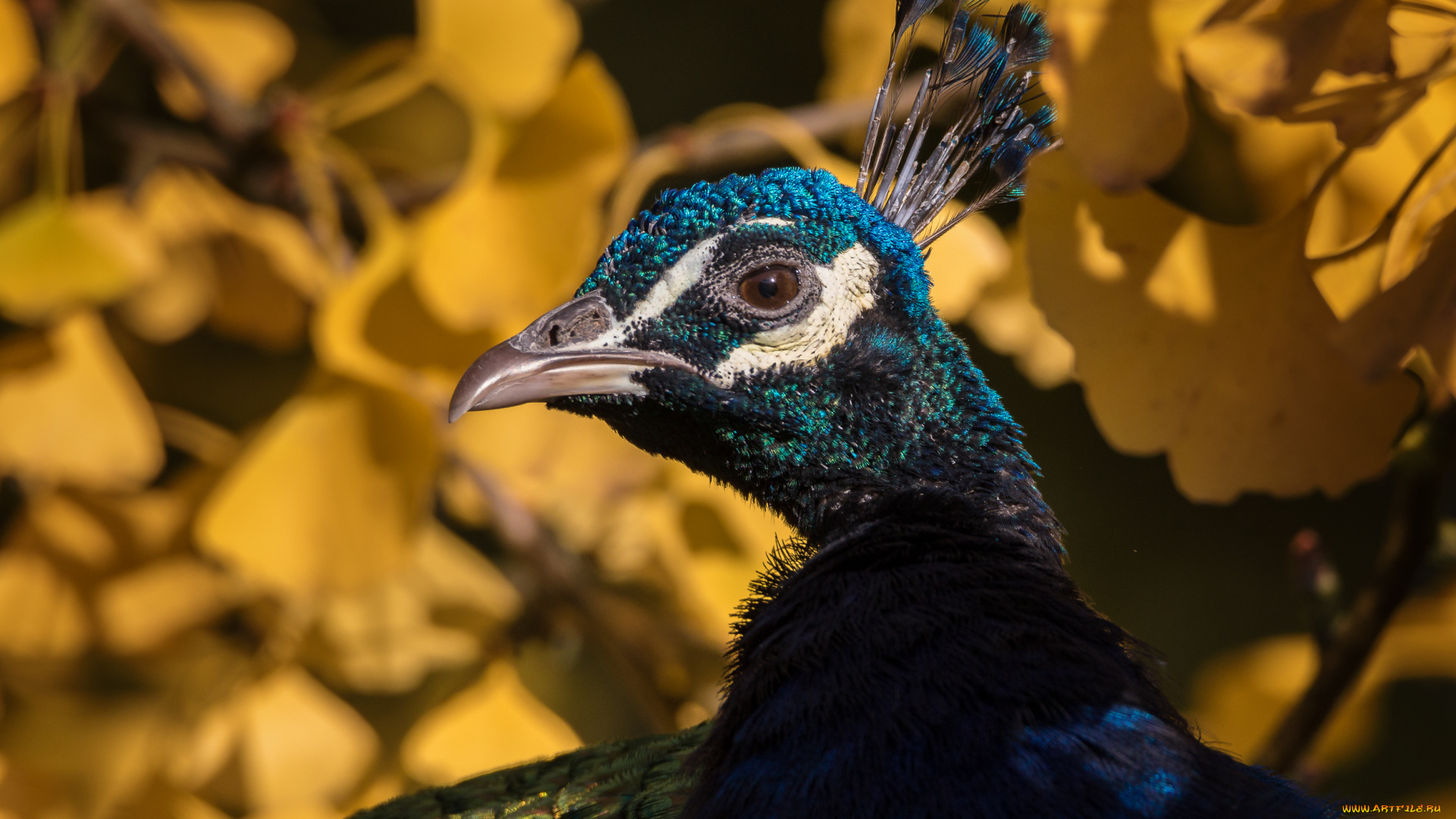 животные, павлины, перья, павлин, птица, окрас, цвет