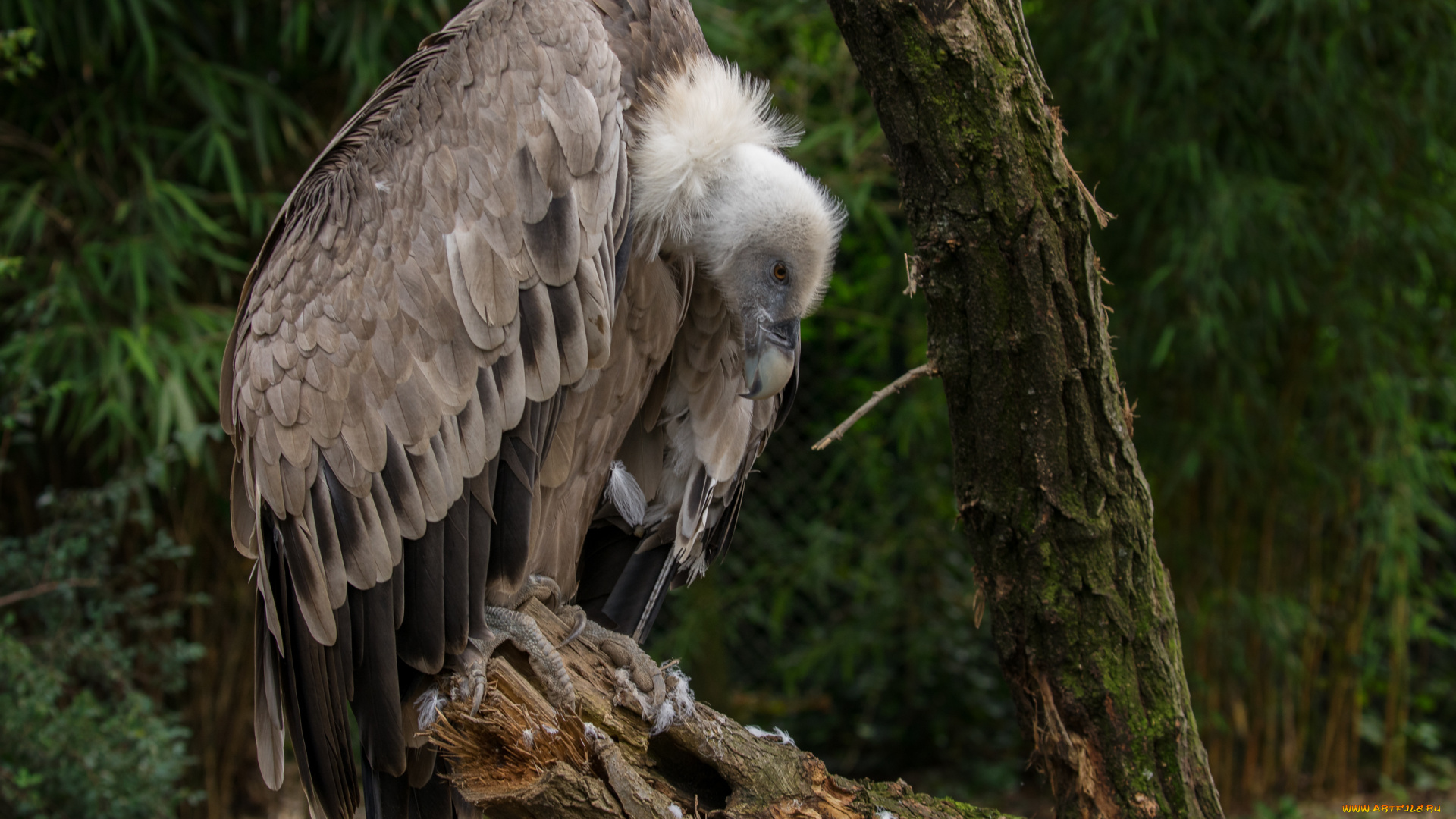 животные, птицы, -, хищники, отдых, природа, орел, старик, птица