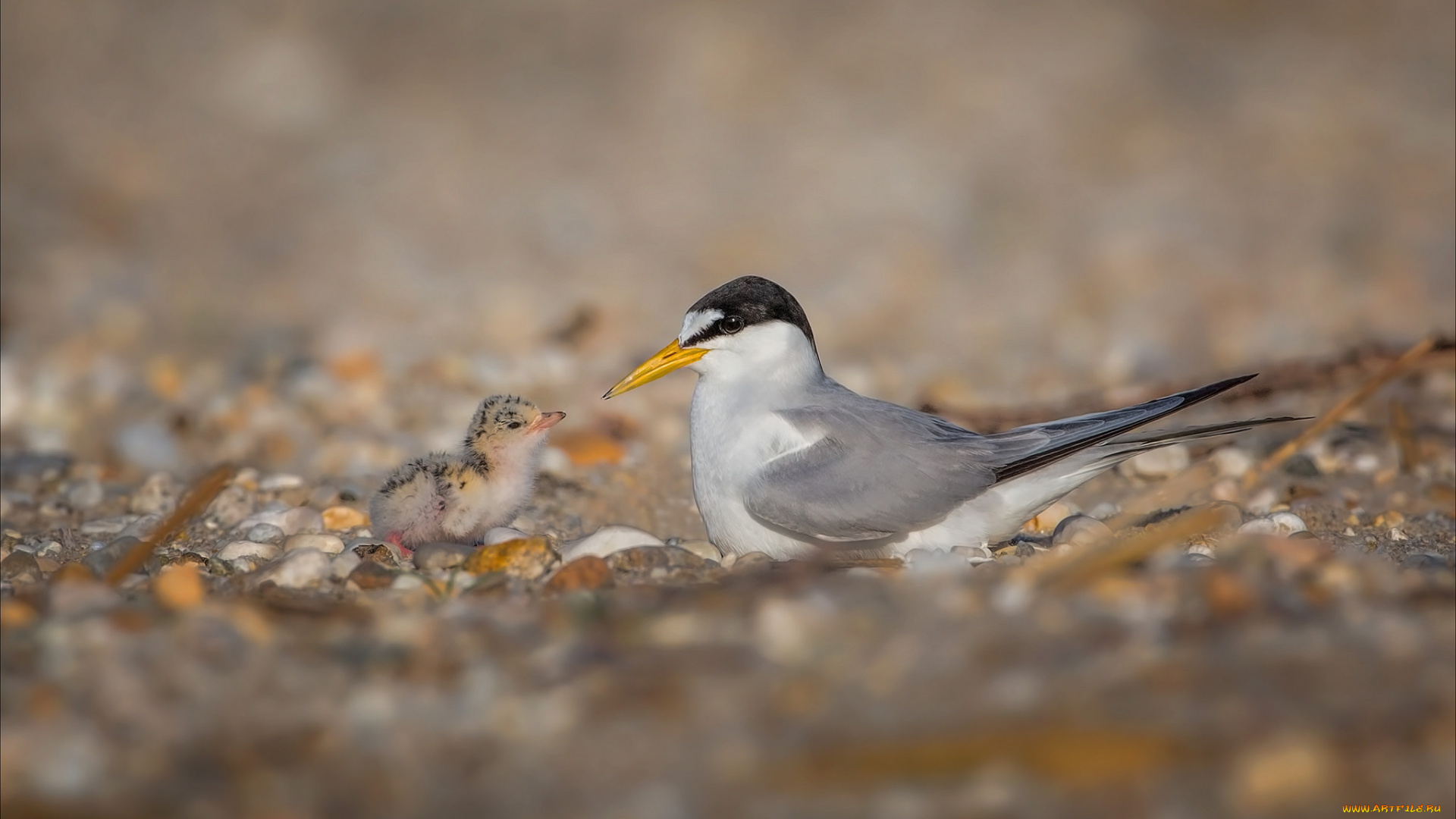 животные, птицы, перья, окрас, птица, забавная