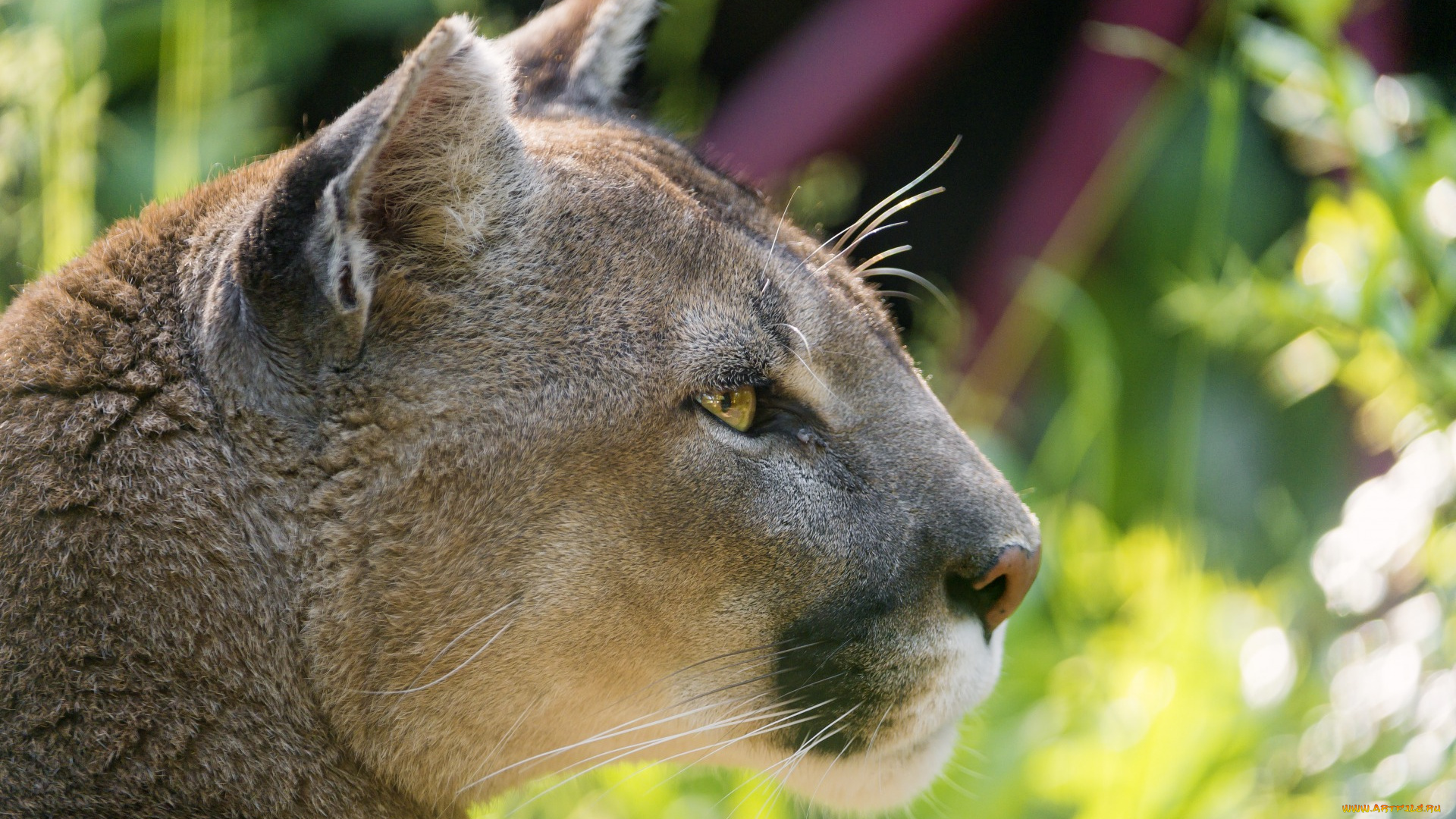 животные, пумы, анфас, морда