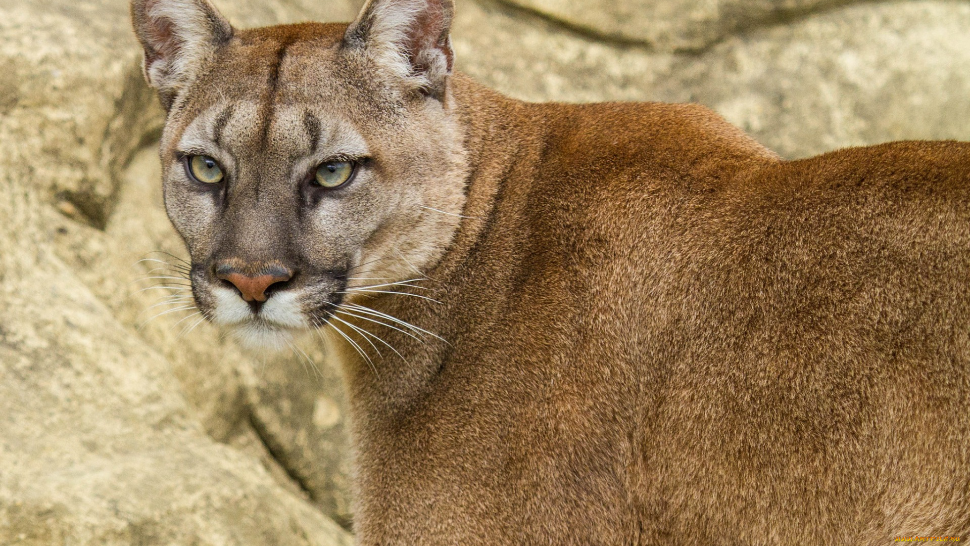 животные, пумы, взгляд