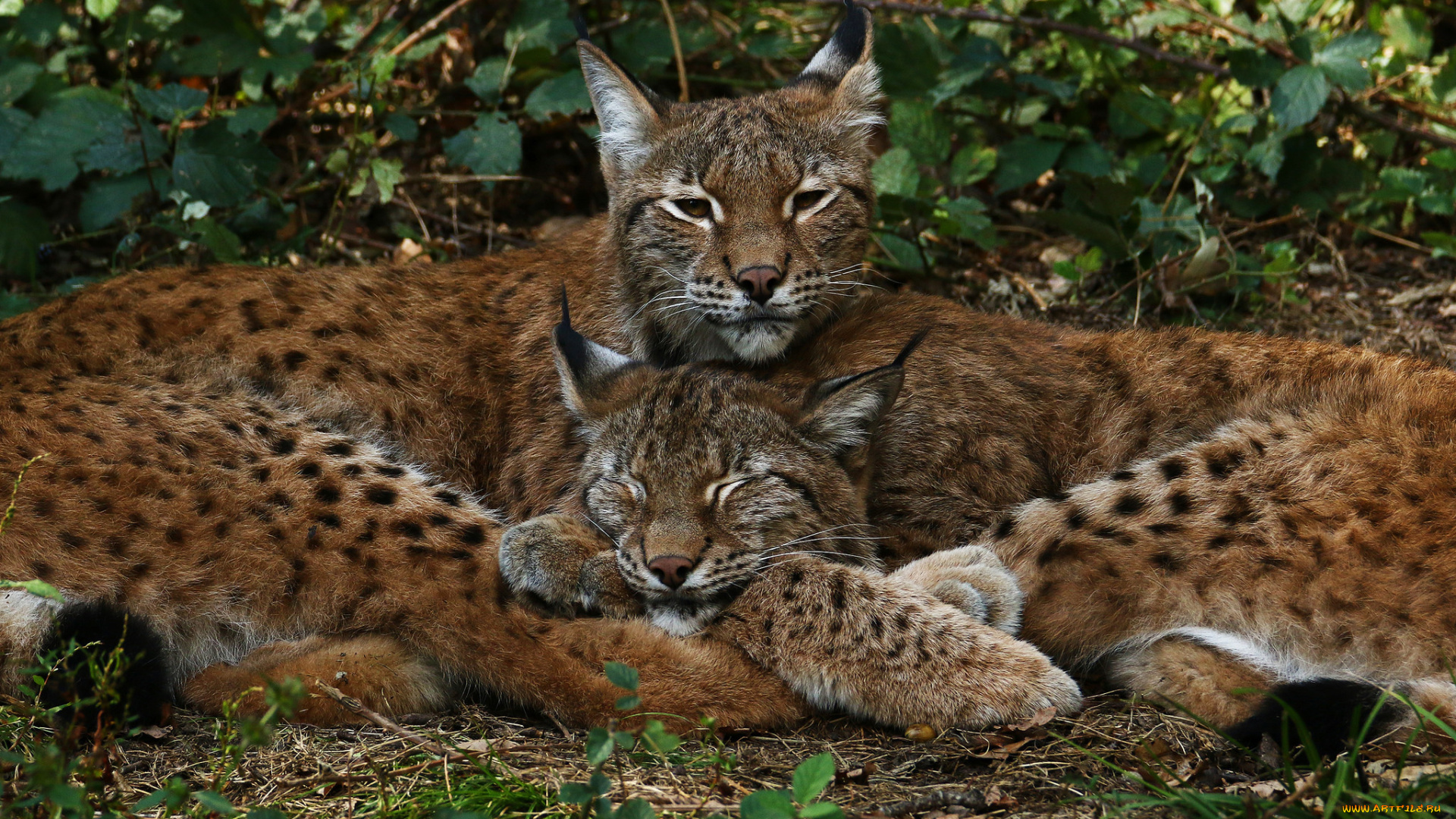 животные, рыси, отдых, зоо, природа, сон, пара
