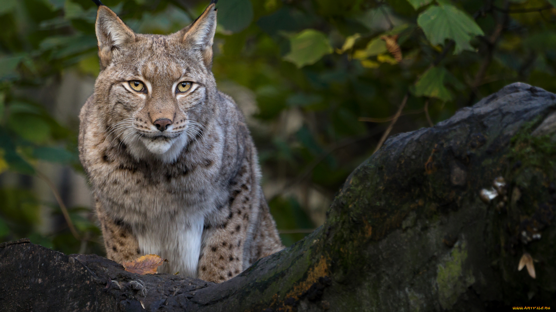 животные, рыси, взгляд, кошка, рысь