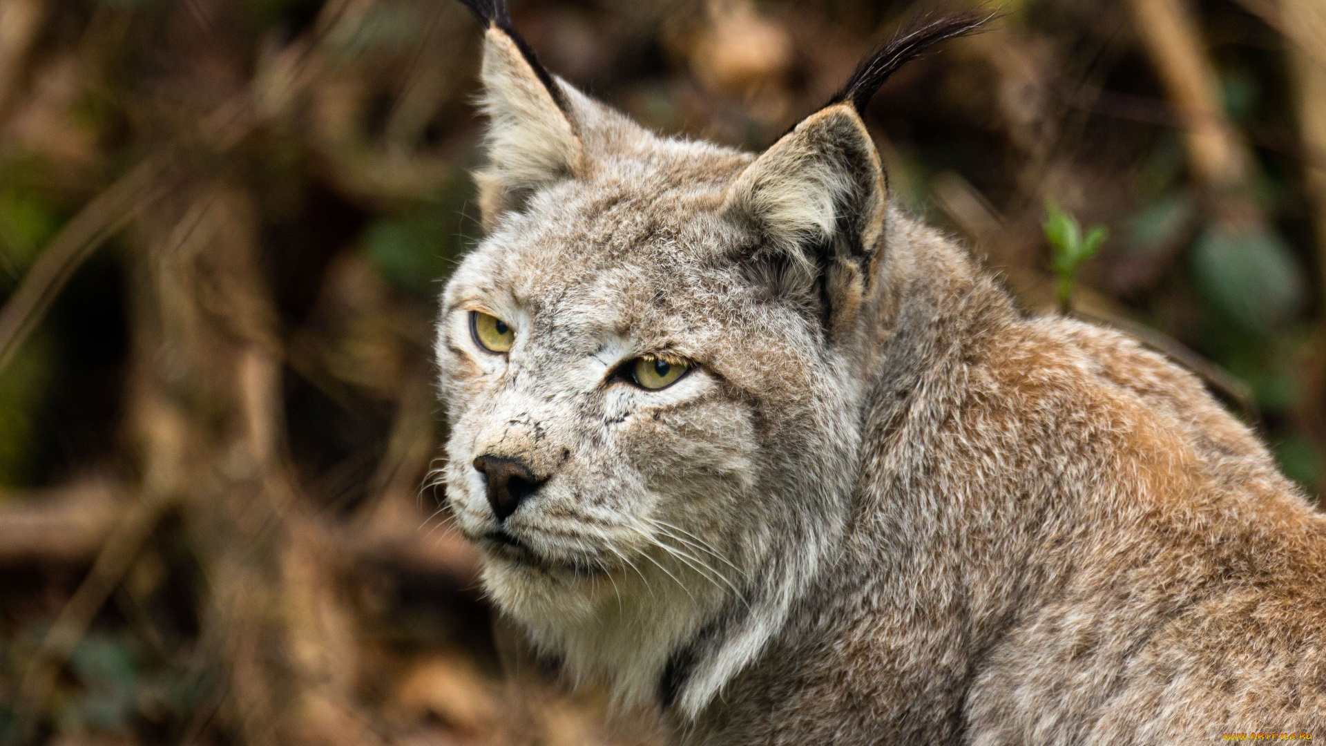животные, рыси, взгляд, морда