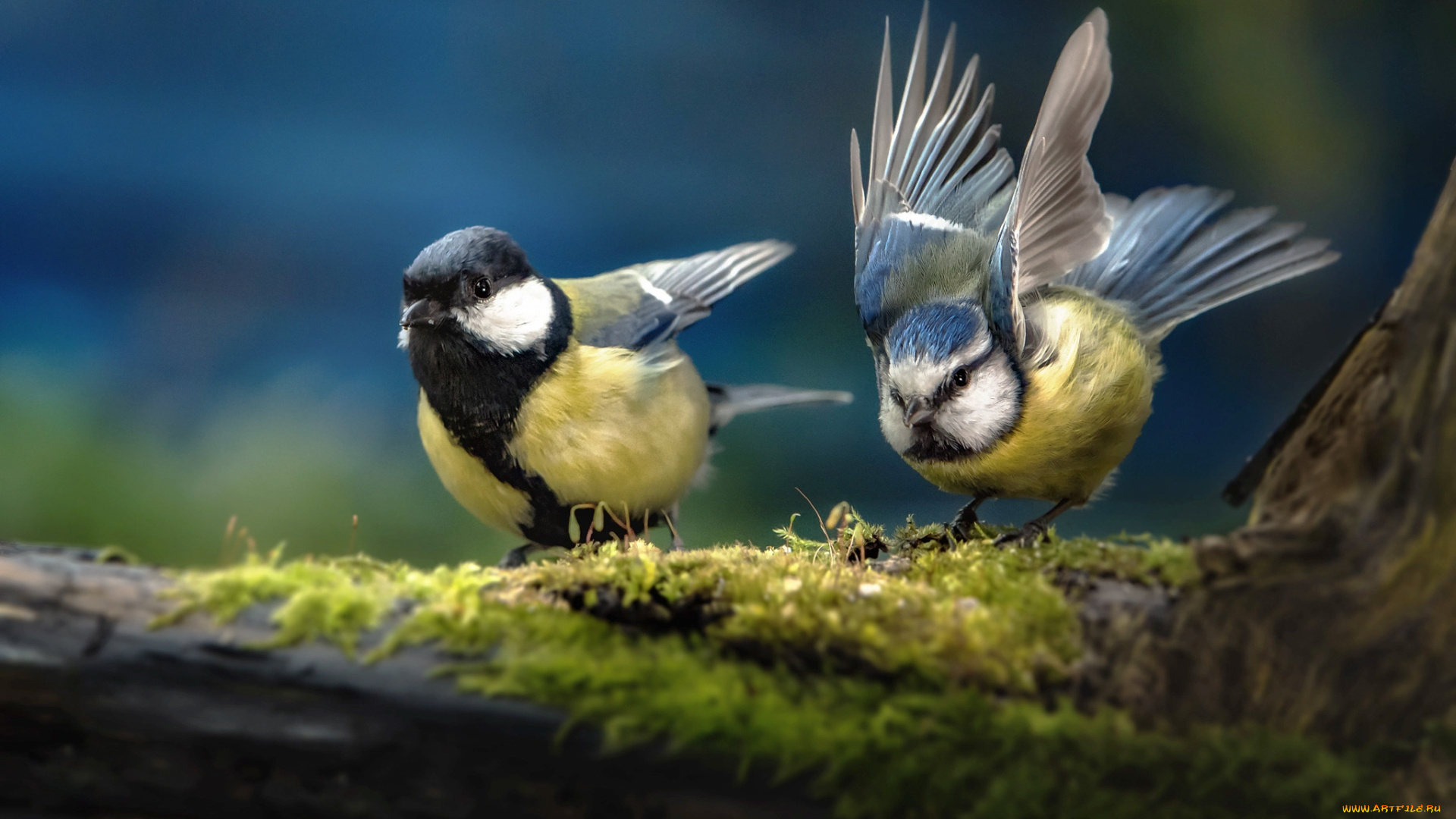 животные, синицы, , лазоревки, мох, пара, птицы, мира