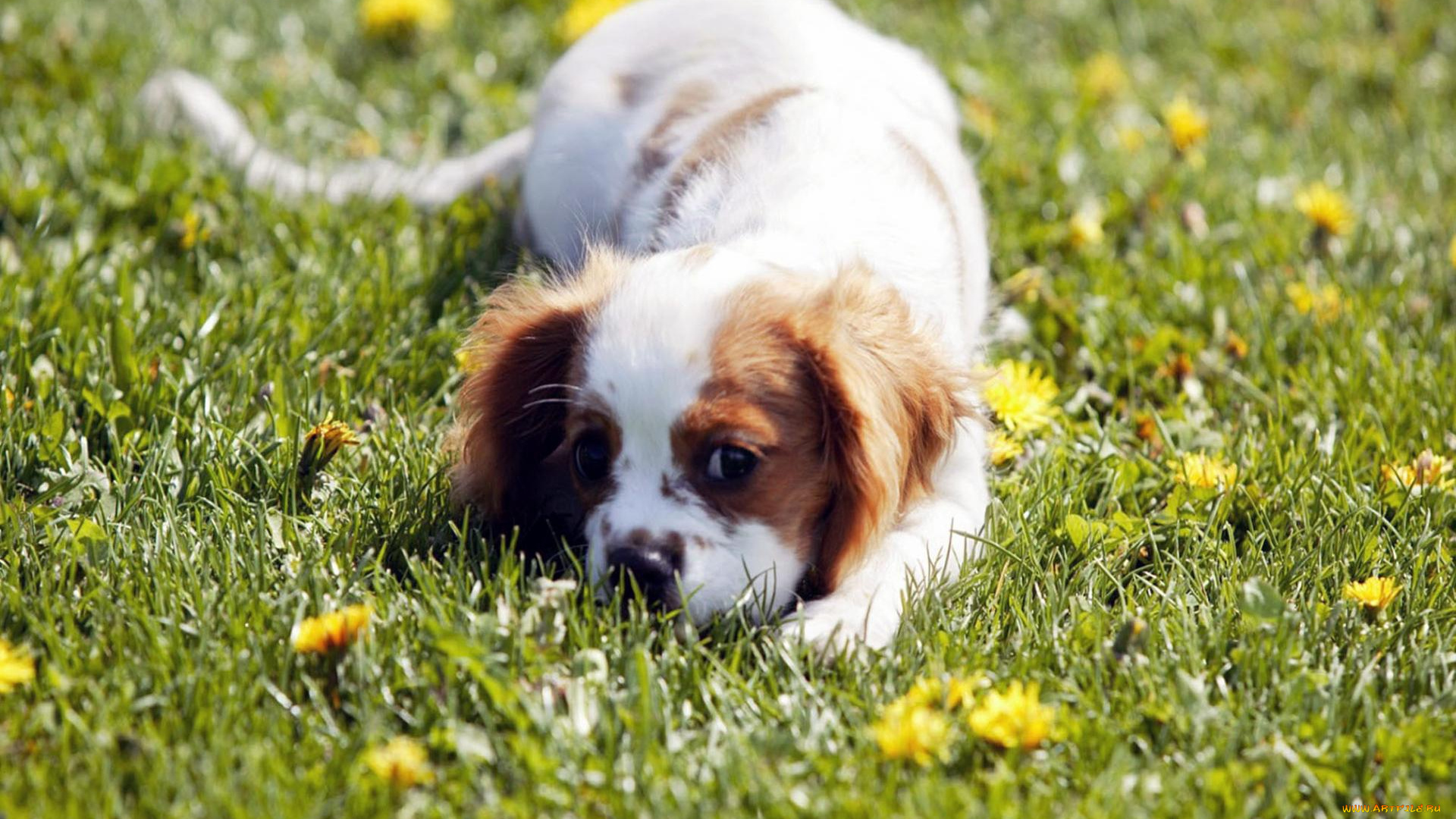 животные, собаки, растения